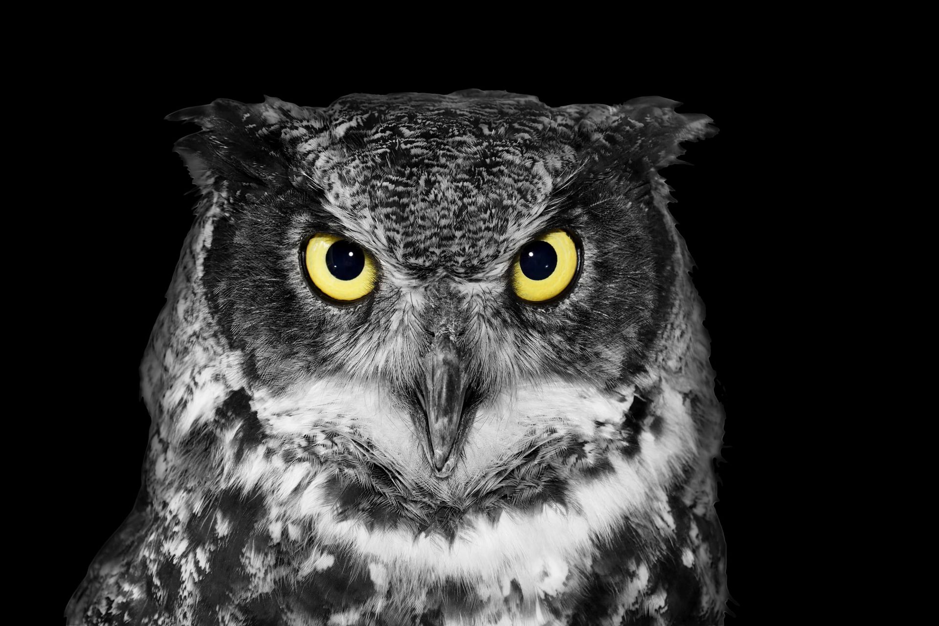 Close Up Owl With Yellow Eyes