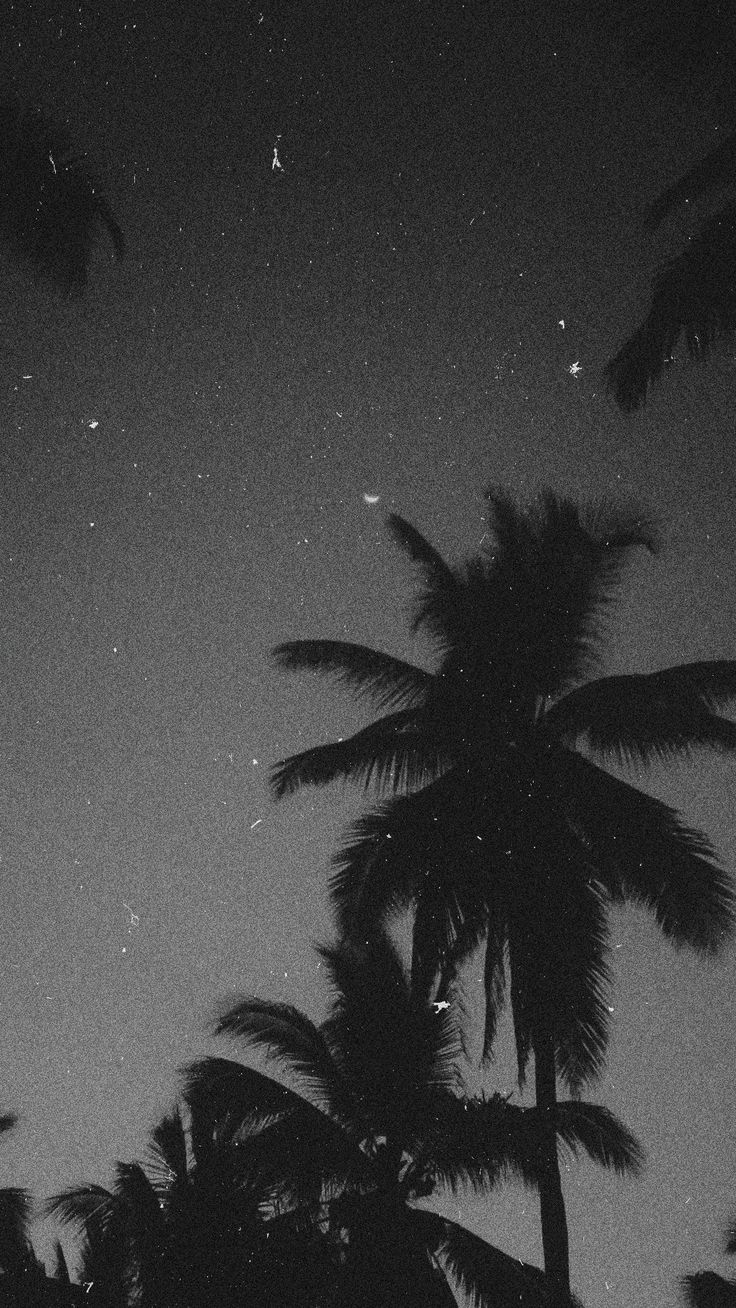 HD wallpaper nature tree palm tree black and white tropical climate   Wallpaper Flare
