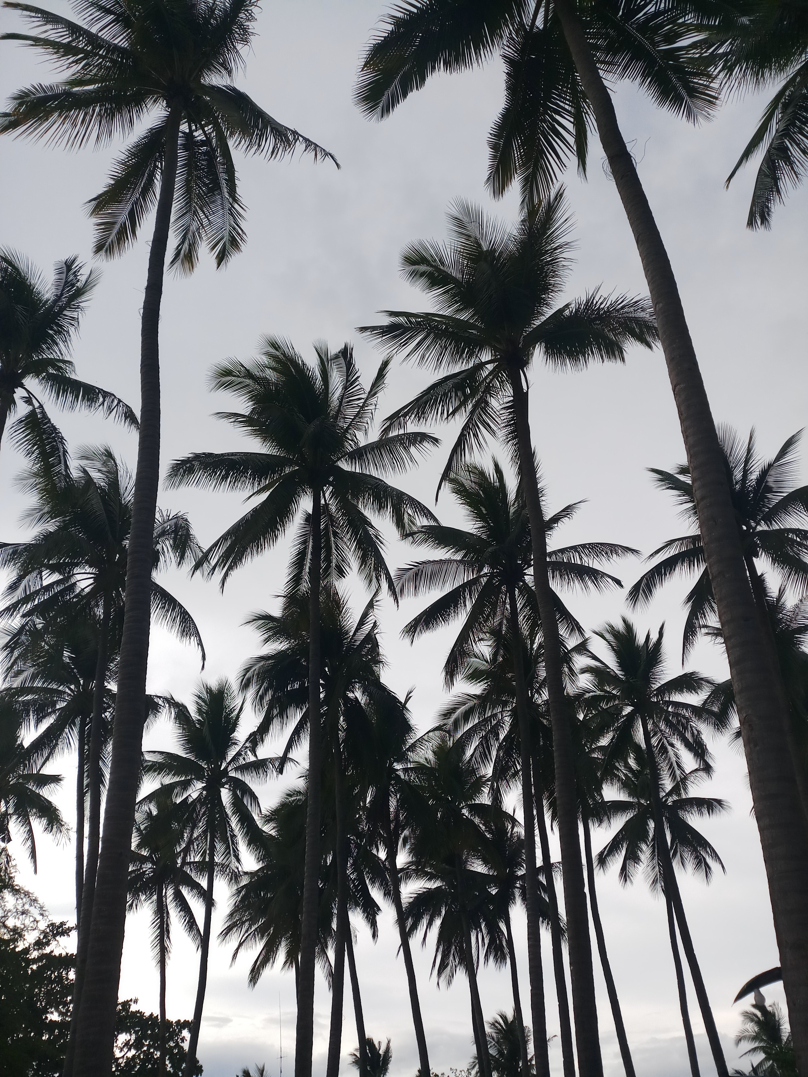 Coconut Trees Photo, Download The BEST Free Coconut Trees & HD Image