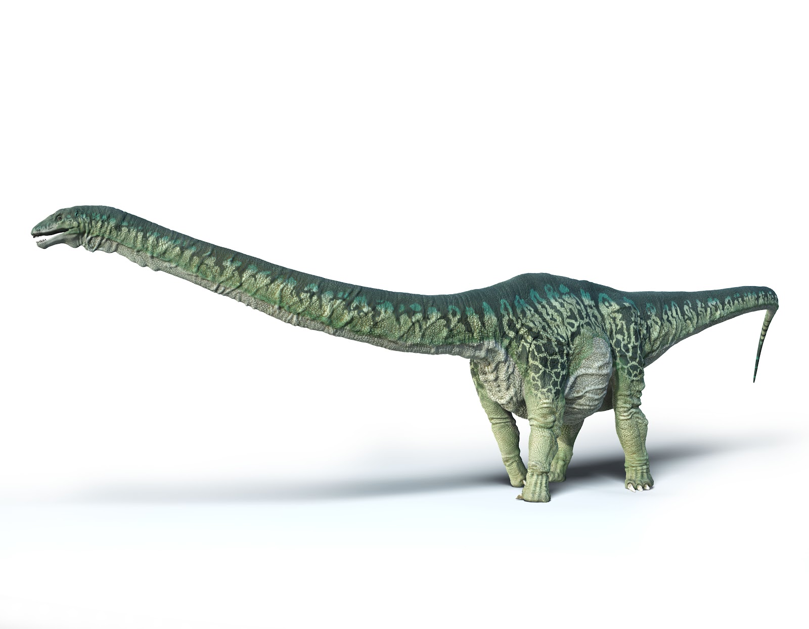 Apatosaurus Wallpaper Cute and Docile