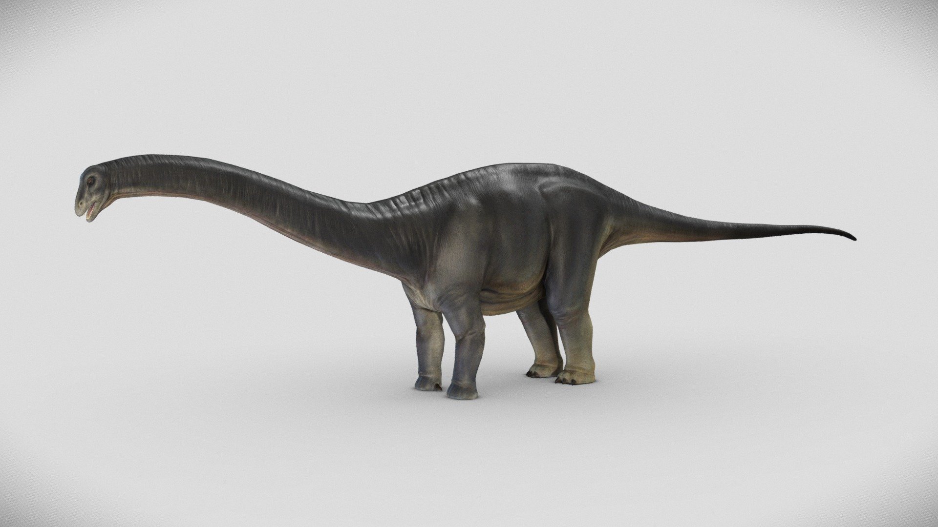 Apatosaurus Royalty Free 3D model by Animagamma [b396b10]