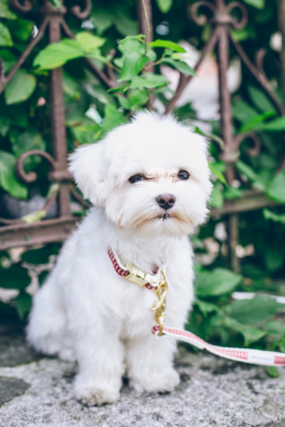 Maltese Dog Picture. Download Free Image