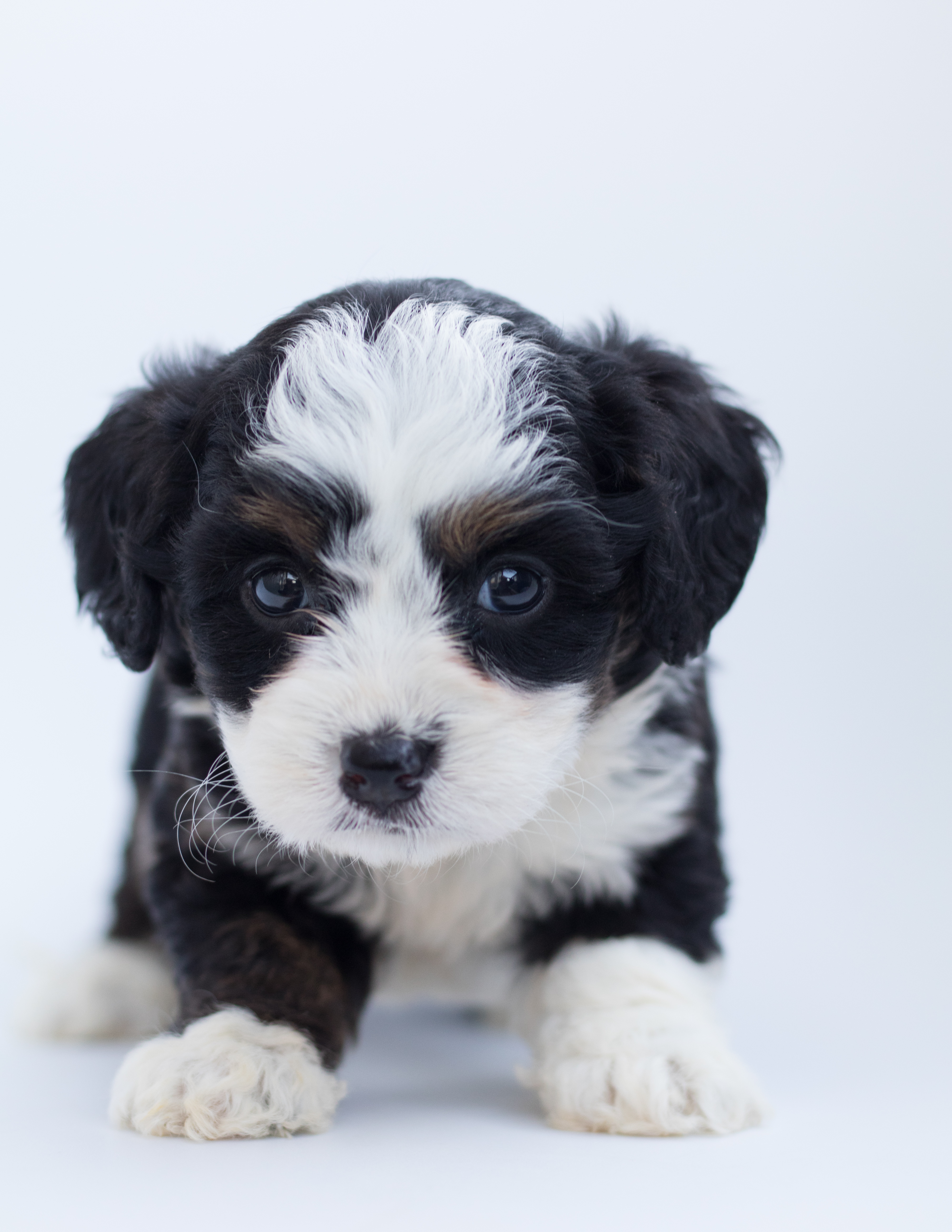 Black and White Maltese Puppy · Free