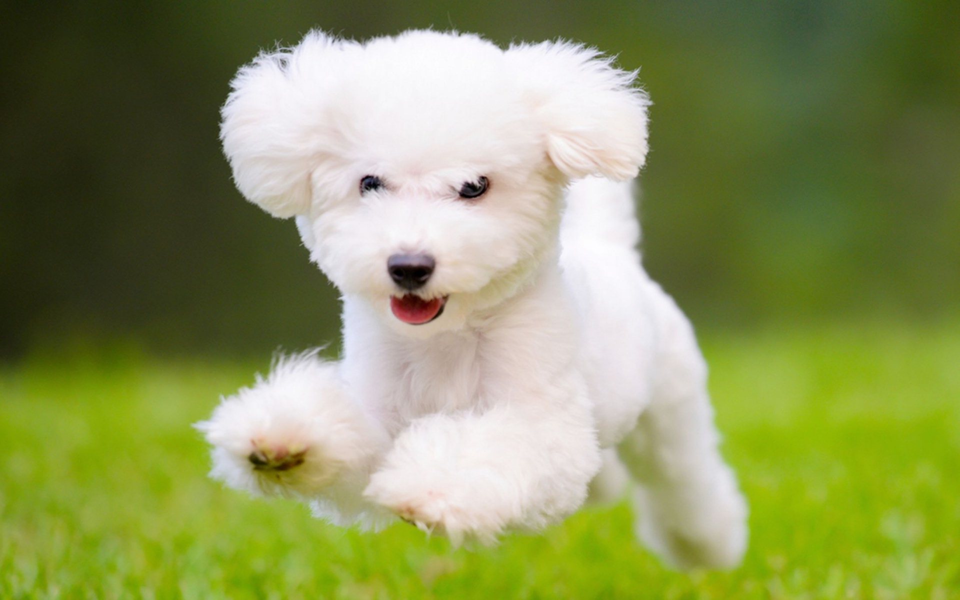 Cute Poodle Milky White Puppy Dog HD Wallpaper