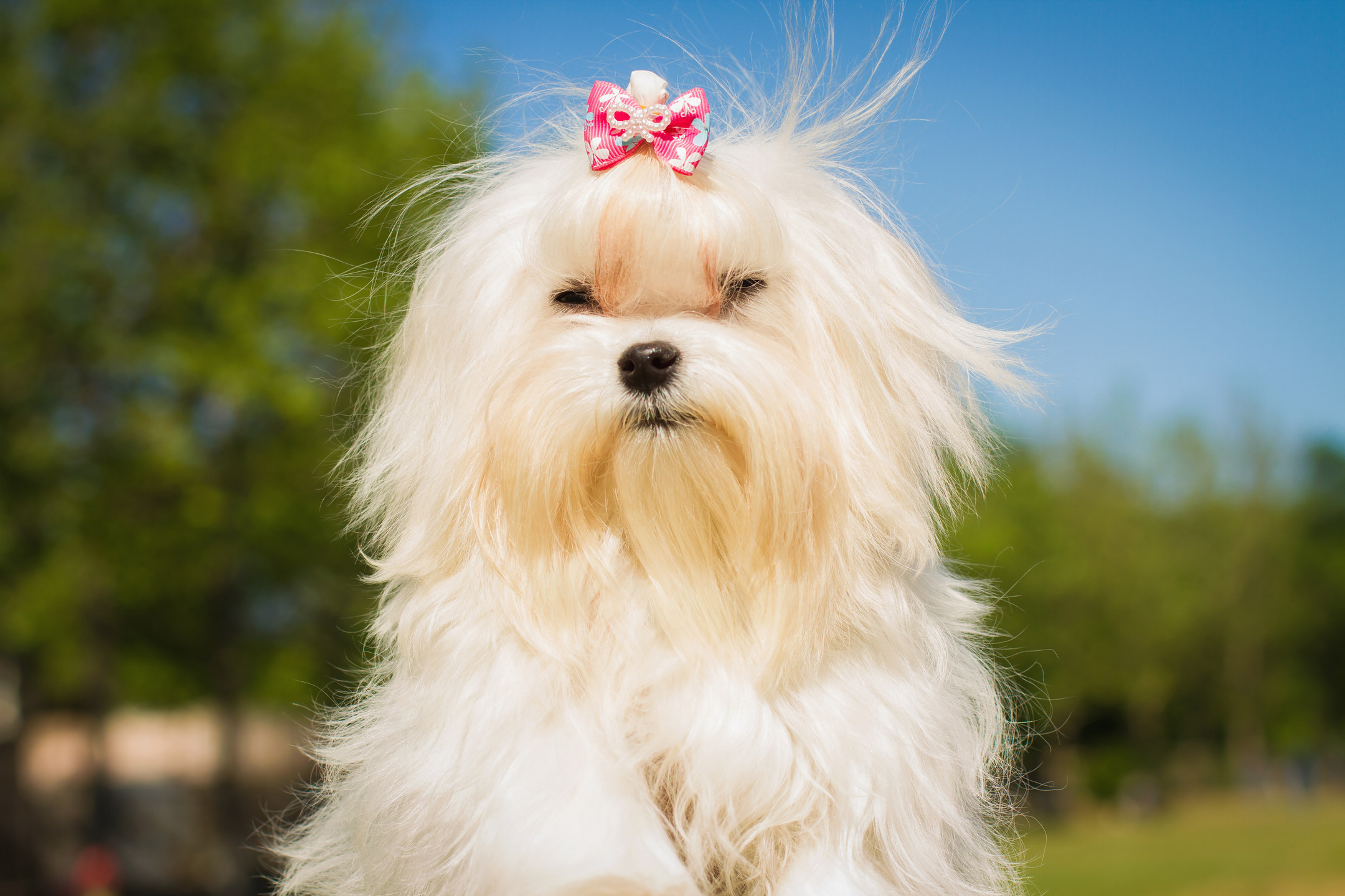My Maltese HD Wallpaper New Tab
