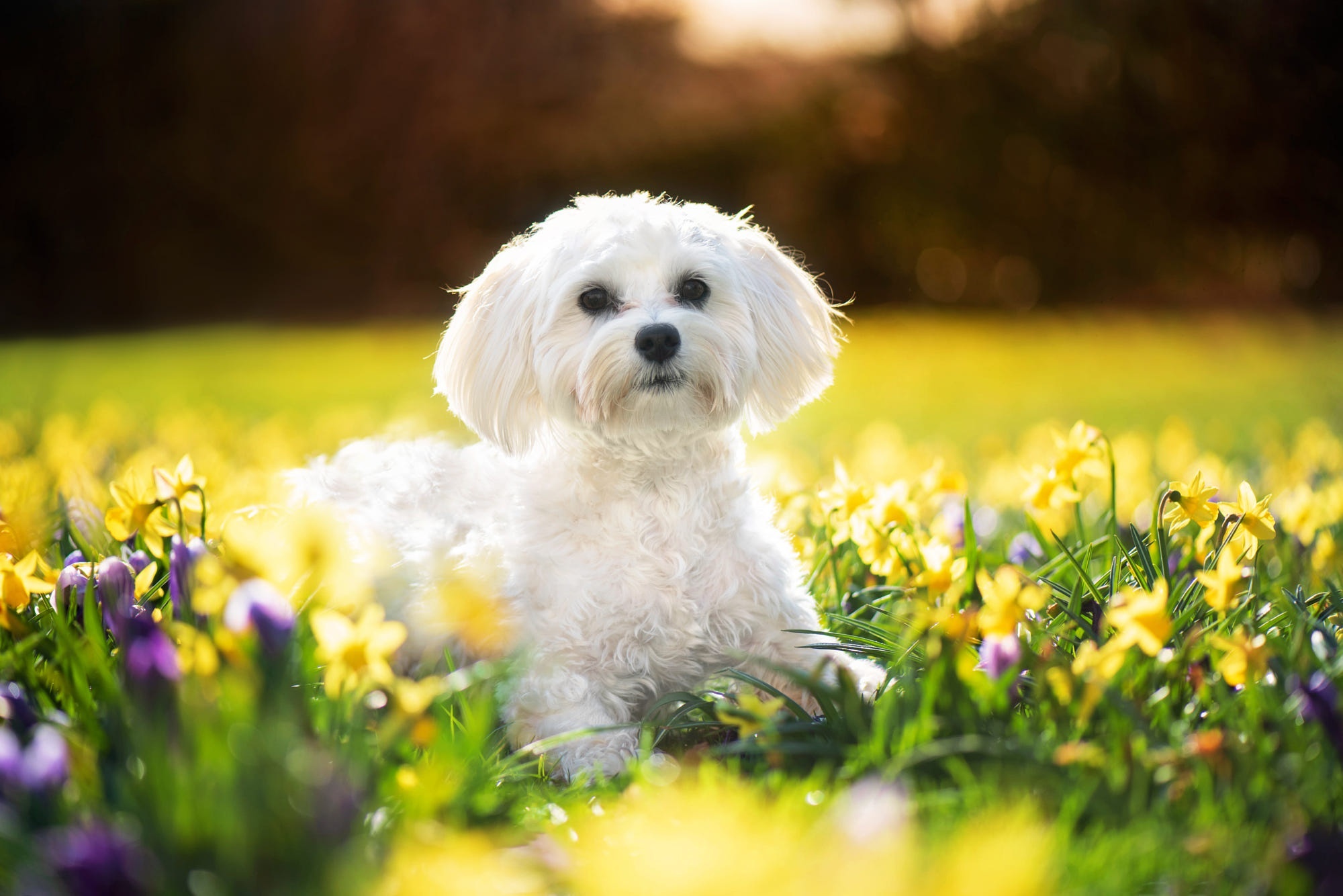 Maltese HD, Daffodil Gallery HD Wallpaper