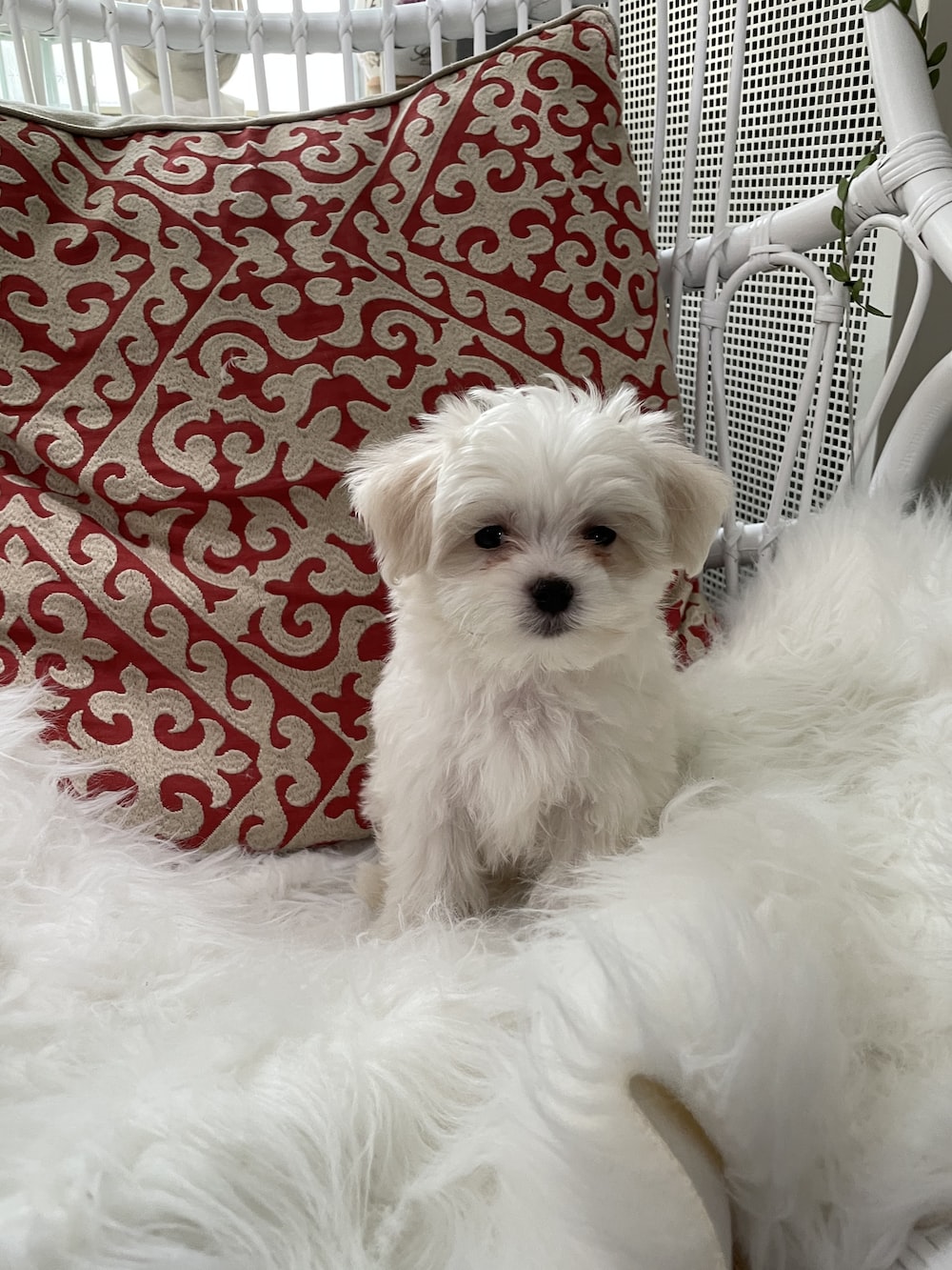 Maltese Dog Picture. Download Free Image