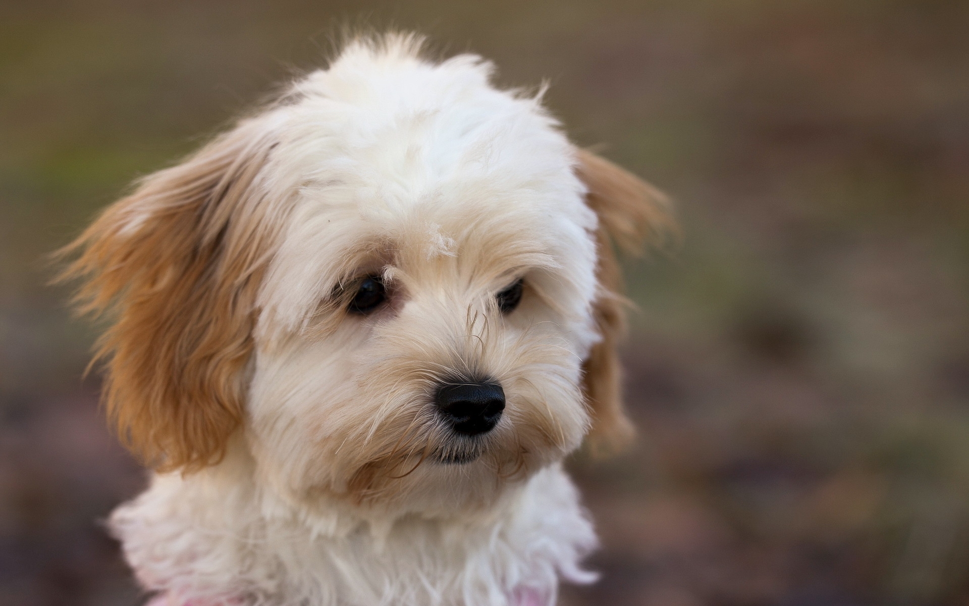 Wallpaper, face, beautiful, puppy, dogs, vertebrate, dog like mammal, carnivoran, bichon, dog crossbreeds, dog breed, cavachon, goldendoodle, cavapoo, maltese, havanese, glen of imaal terrier, bolognese, morkie, schnoodle, coton de tulear, miniature