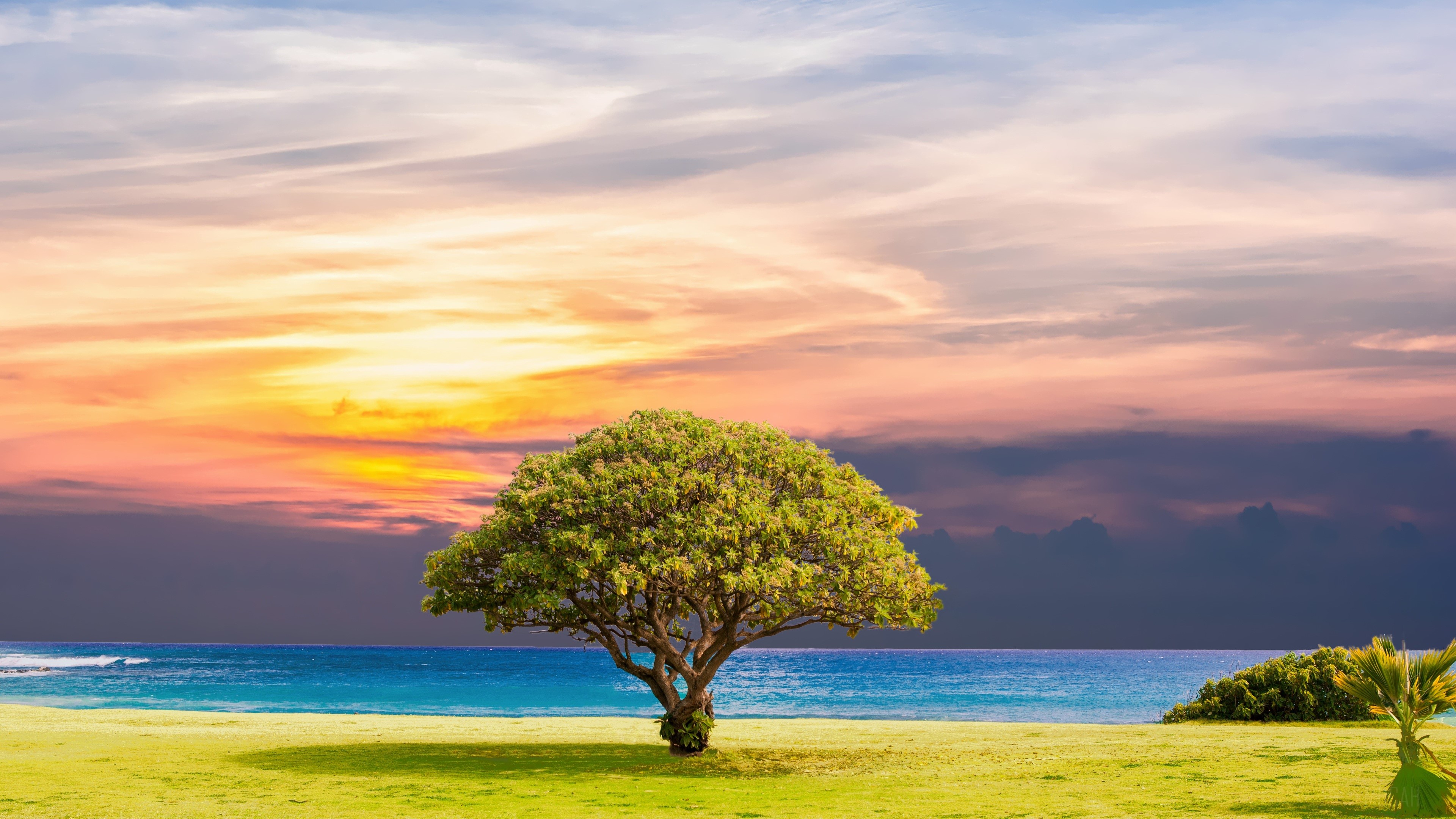 Ocean Summer Tree Landscape 4k Gallery HD Wallpaper