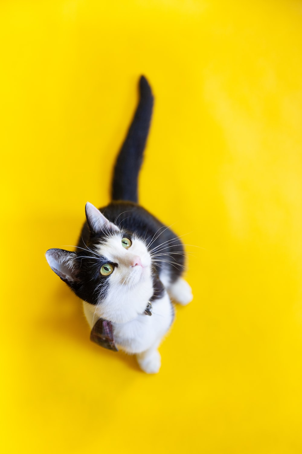 Yellow Cat Picture. Download Free Image