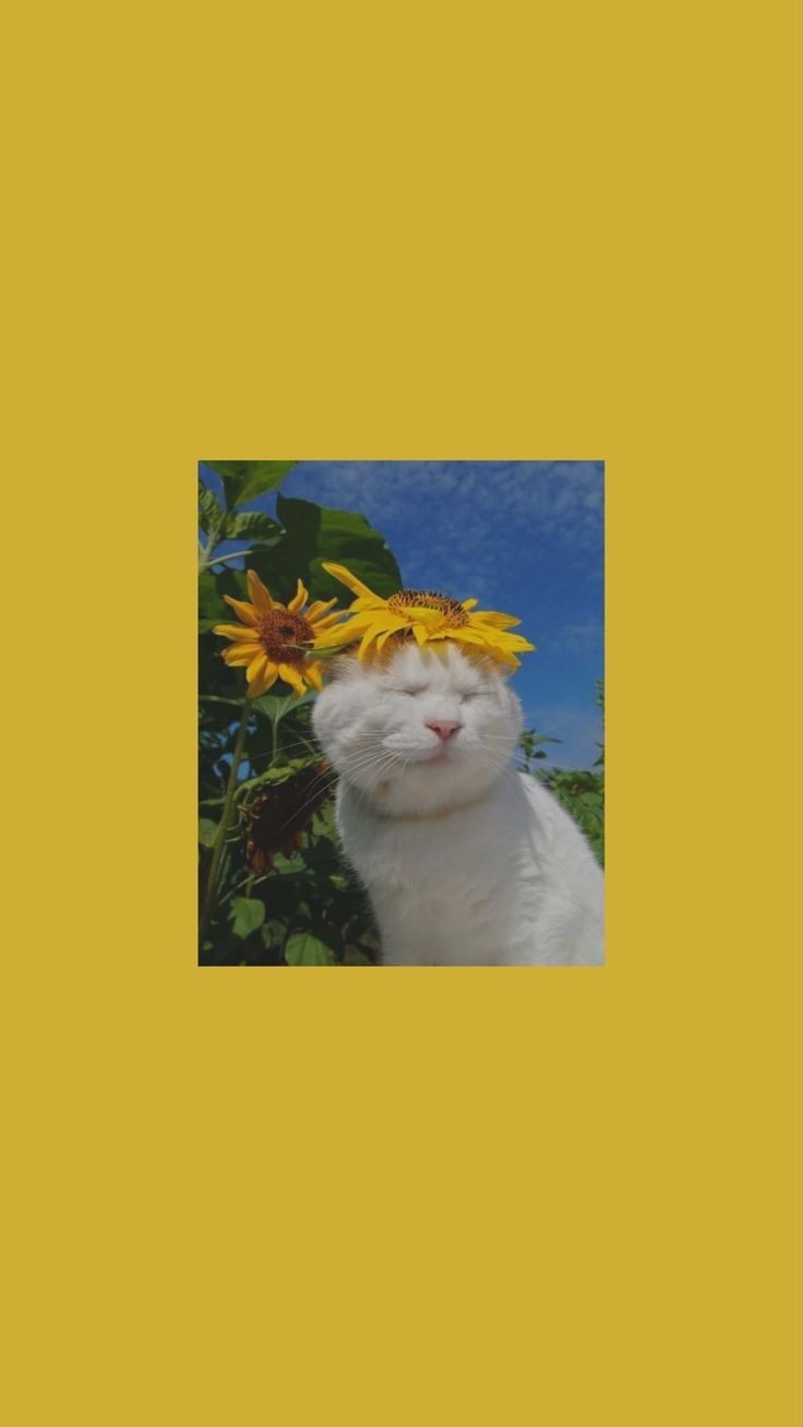 Yellow Aesthetic Cat Wallpaper