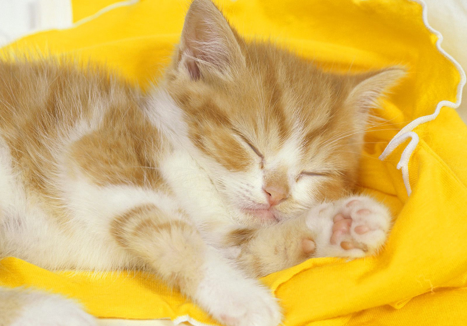 Sleeping Time For Yellow Cat Wallpaper HD / Desktop and Mobile Background
