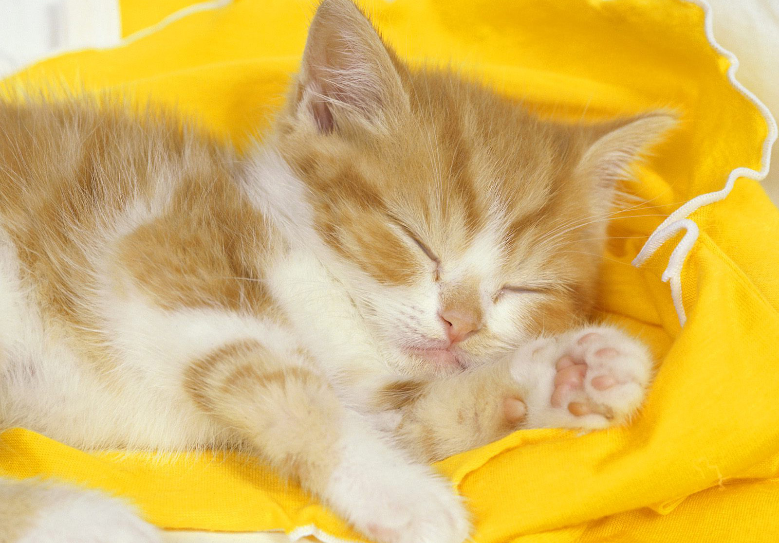 Sleeping Time For Yellow Cat Wallpaper HD / Desktop and Mobile Background