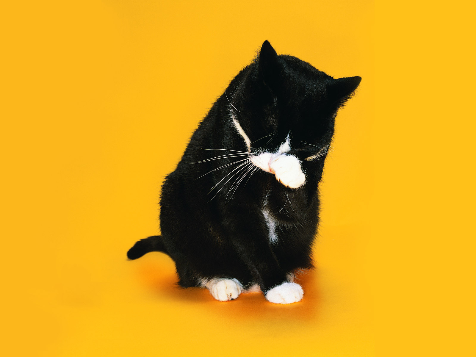 Black and white cat washes on a yellow background Desktop wallpaper 1600x1200