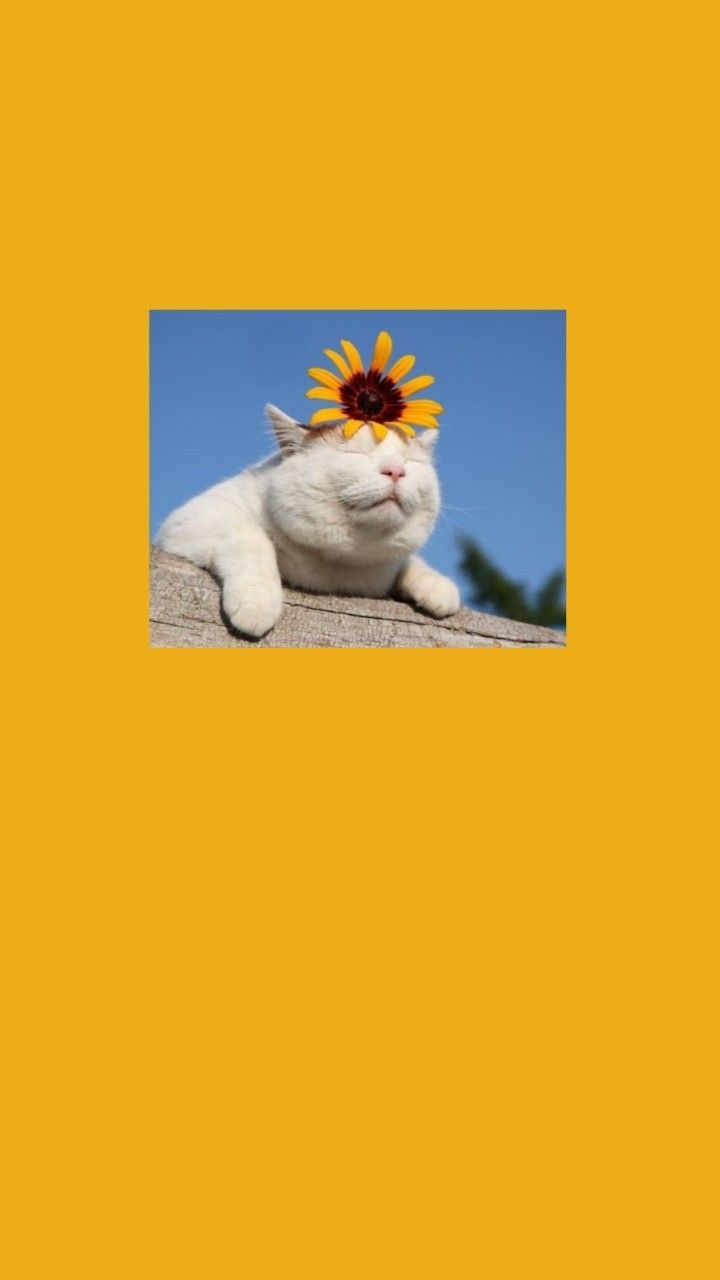 Yellow Cats Wallpapers Wallpaper Cave