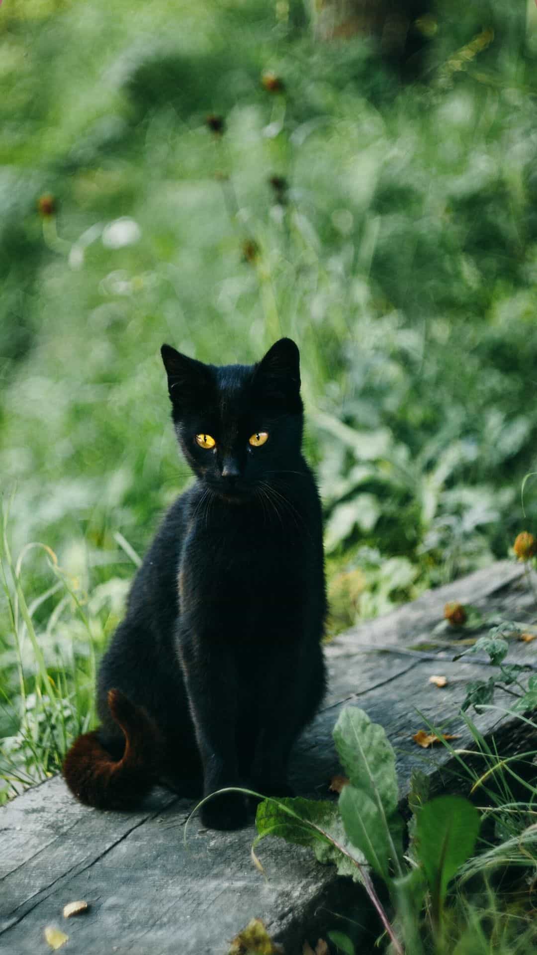 Black Cat Wallpaper For iPhone
