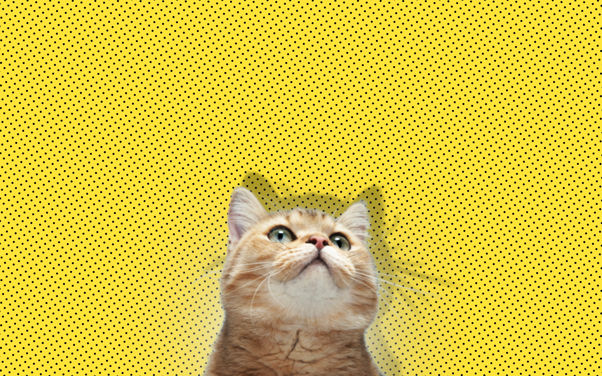 Wallpaper, minimalism, yellow, vertebrate, cat like mammal, small to medium sized cats 1920x1200