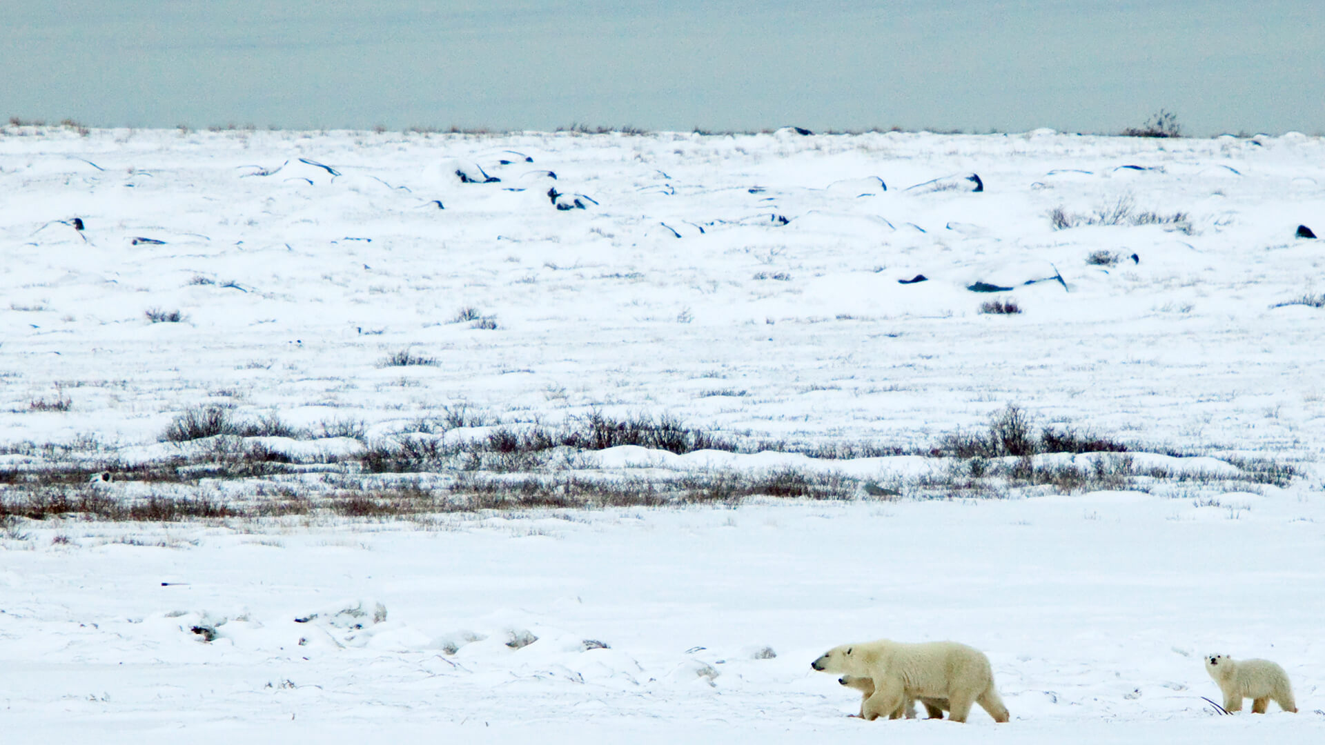 Tundra. San Diego Zoo Animals & Plants