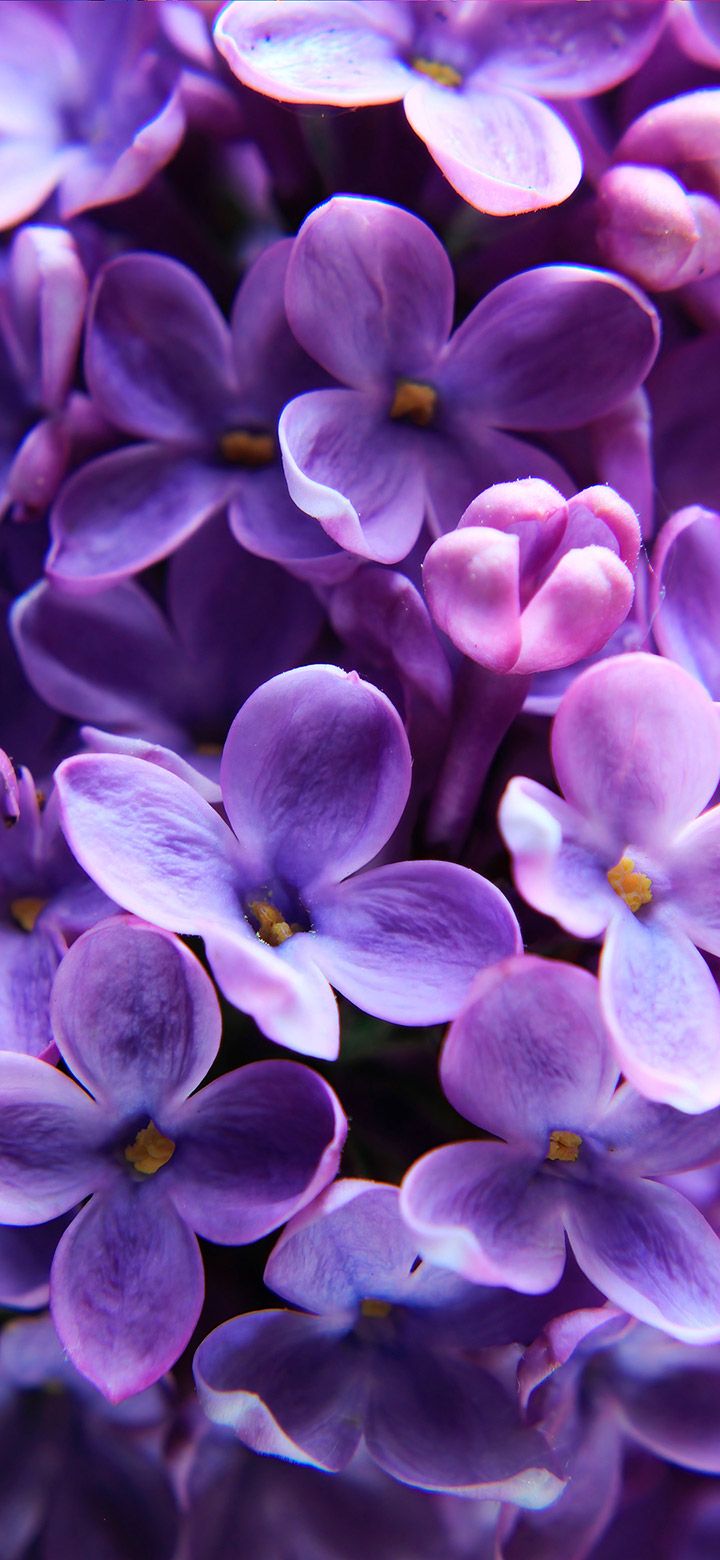Beautiful tiny purple flowers wallpaper. Purple flowers wallpaper, Flower wallpaper, Wallpaper website