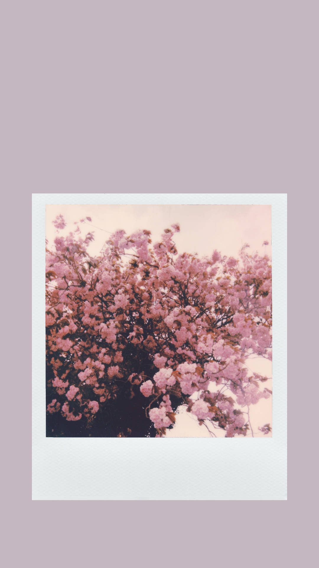 Download Lilac On Lilac Spring Aesthetic Wallpaper