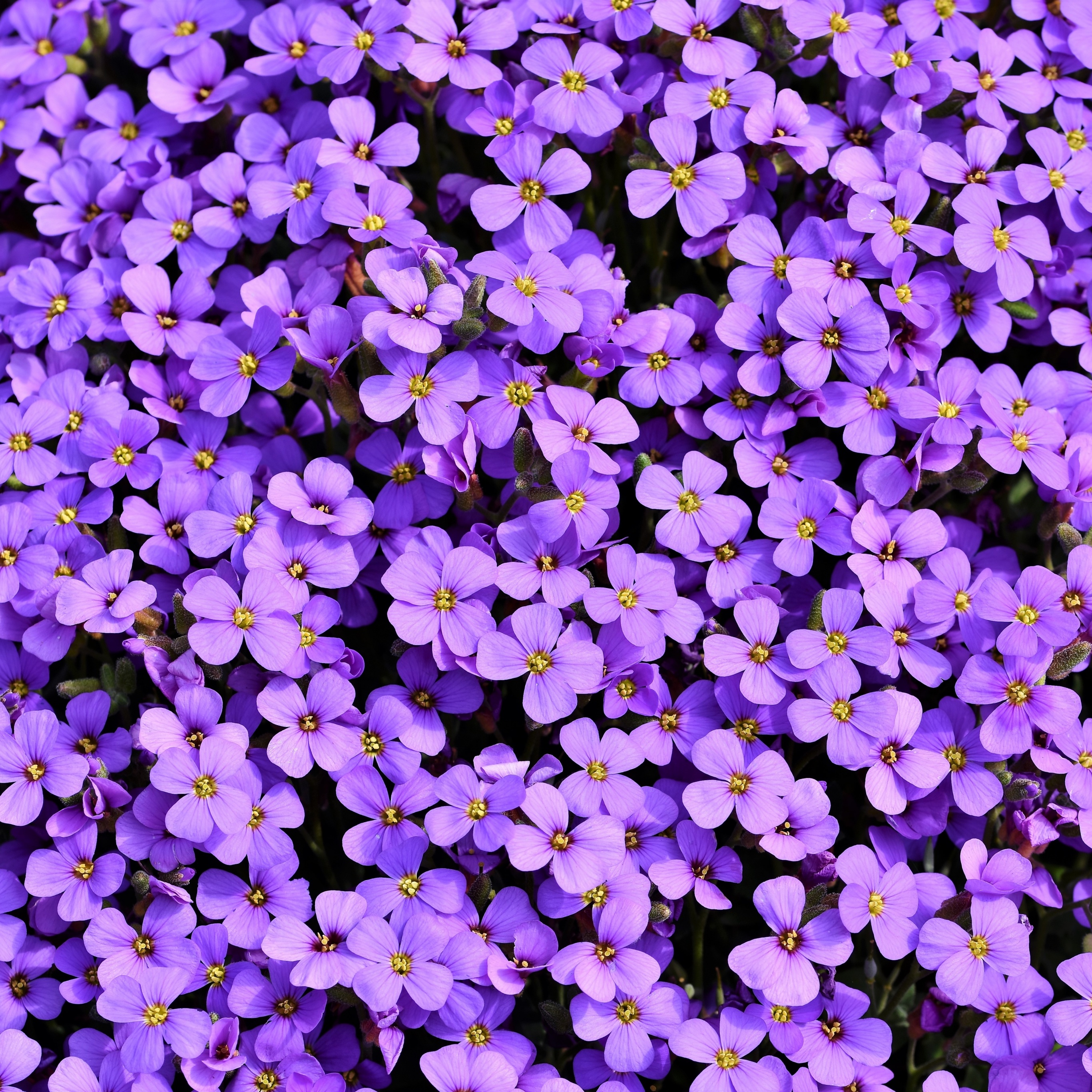 Aubrieta Wallpaper 4K, Violet flowers, Blossom, Flowers