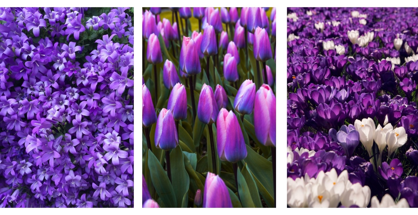 Purple Aesthetic Wallpaper Background For iPhone of the Snow