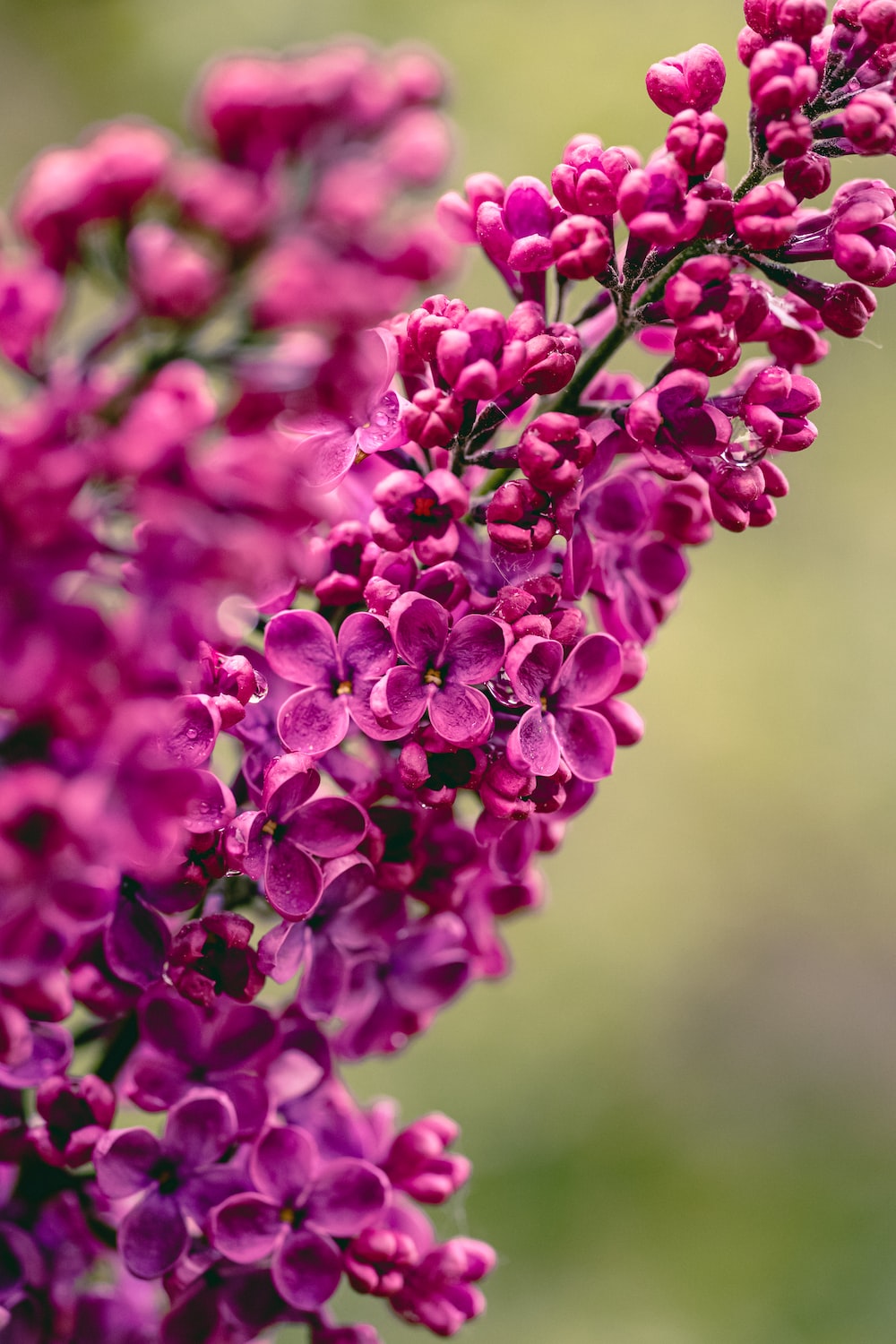 Spring Aesthetic Picture. Download Free Image
