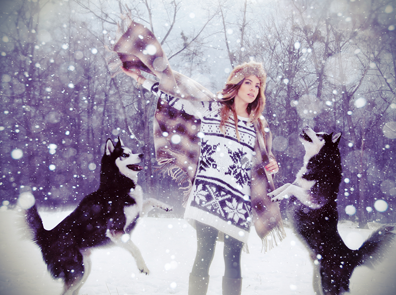 Desktop Wallpaper Husky dog Girls Winter Snow Sweater