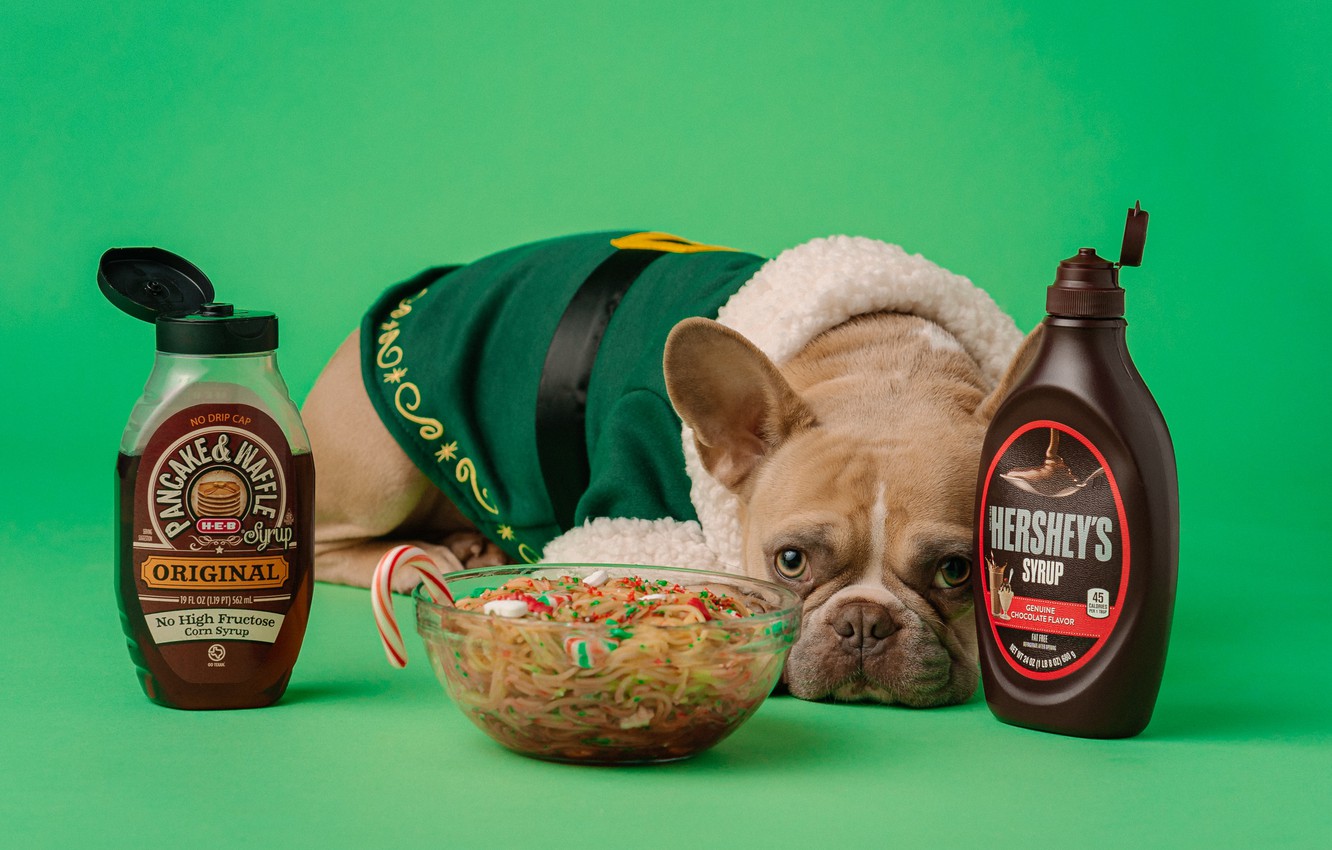 Wallpaper food, dog, Christmas, costume, New year, bowl, green background, French bulldog, шоколадный сироп image for desktop, section собаки