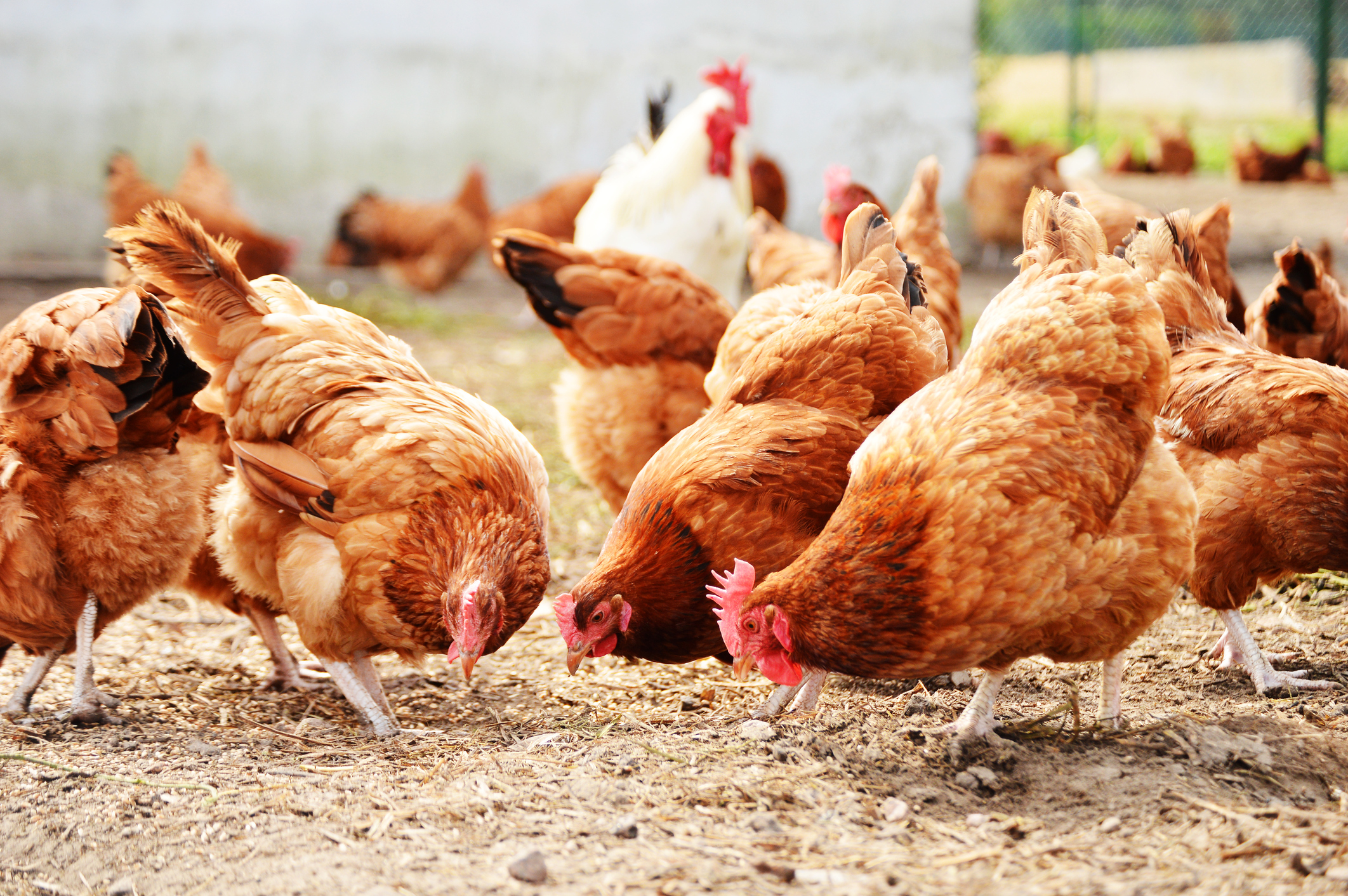 Capital Investments in Poultry
