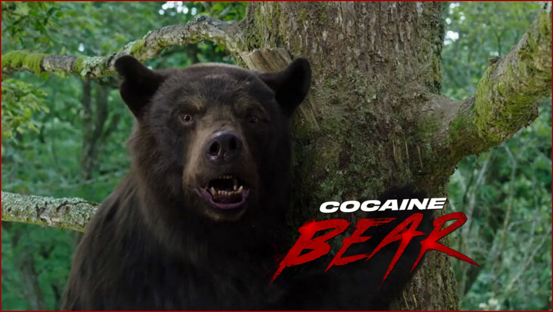 Cocaine Bear Movie Wallpapers Wallpaper Cave