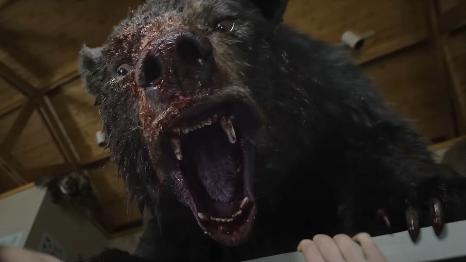 Wyoming Likely Safe From 'Cocaine Bear' Rampage; No Recorded Incidents To Date State Daily