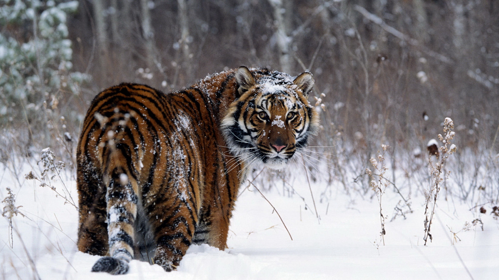1920x1080 Animal, Snow, Tiger, Winter Gallery HD Wallpaper