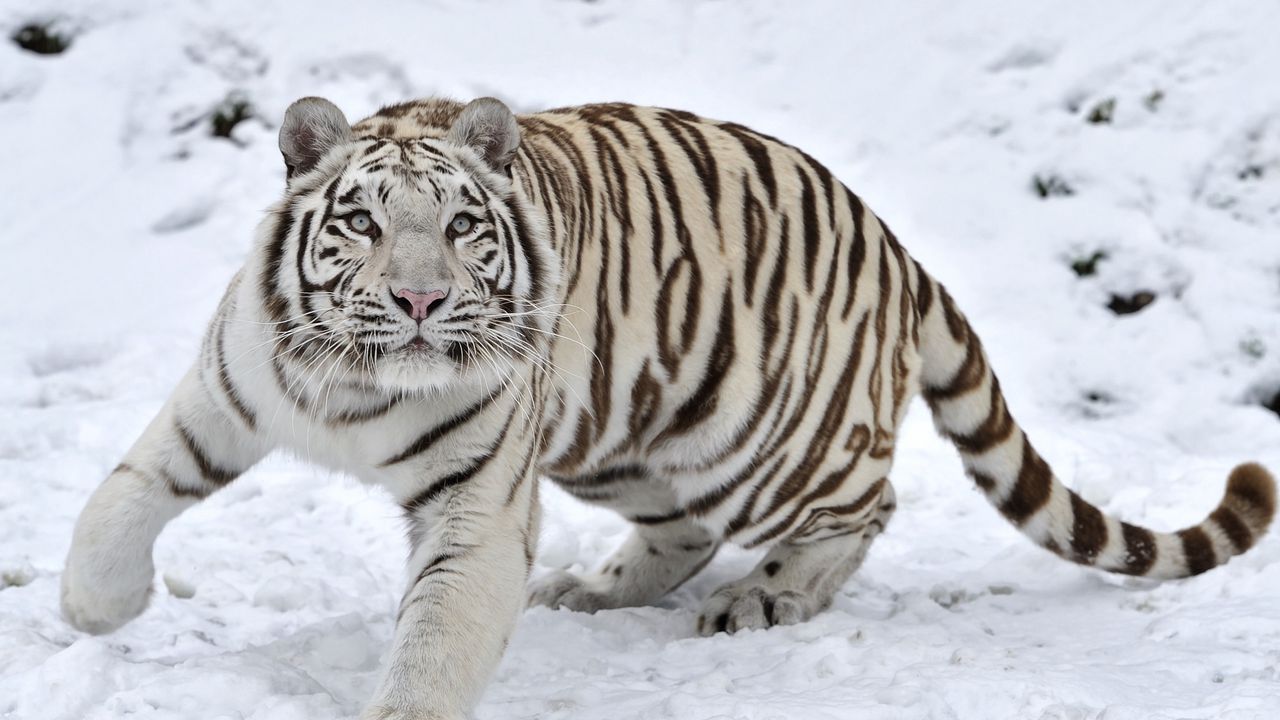 Wallpaper tiger, albino, snow, winter hd, picture, image