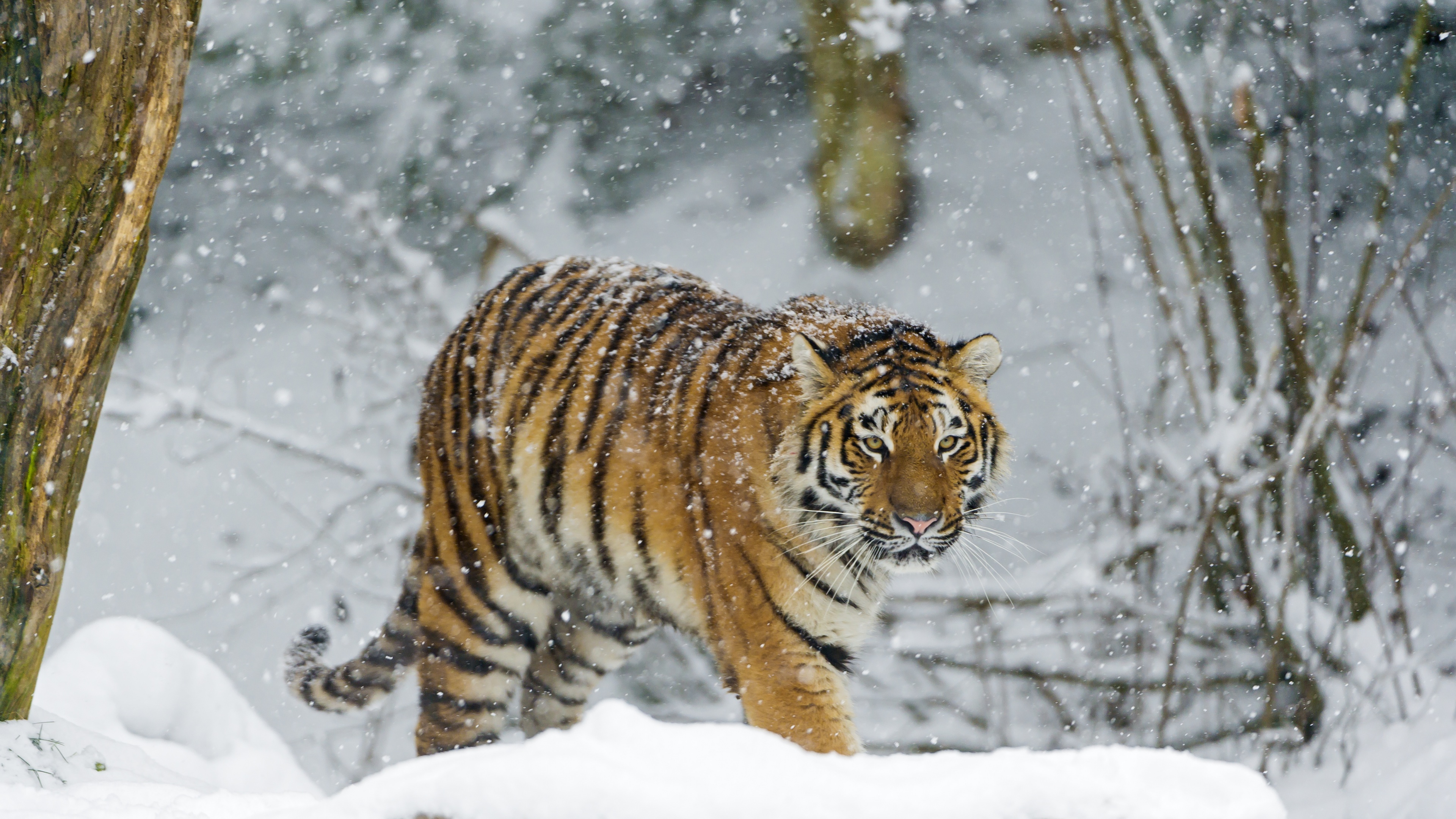 Siberian tiger Wallpaper 4K, Amur tiger, Snow fall, Animals