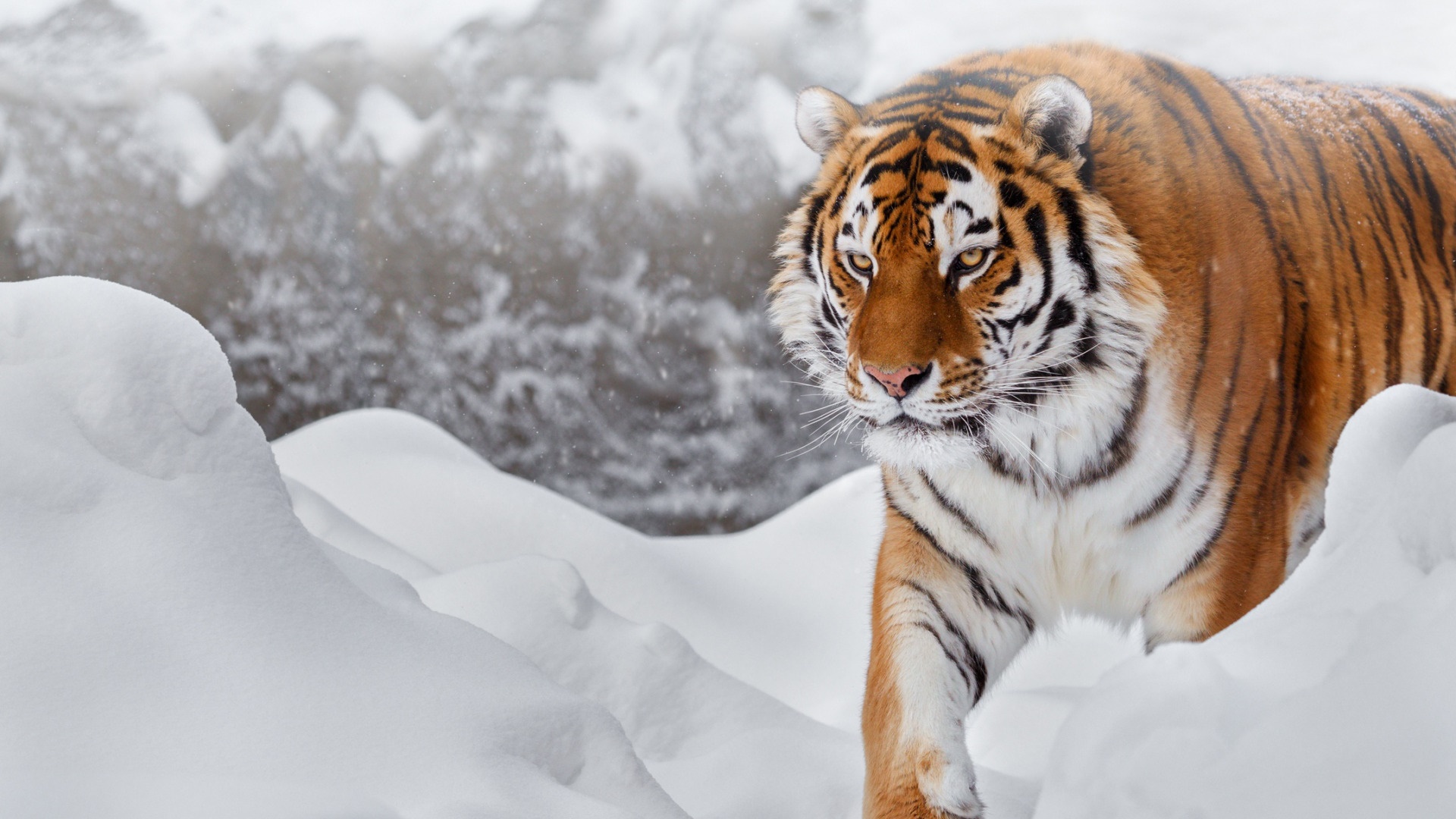 Siberian Tiger in the Snow