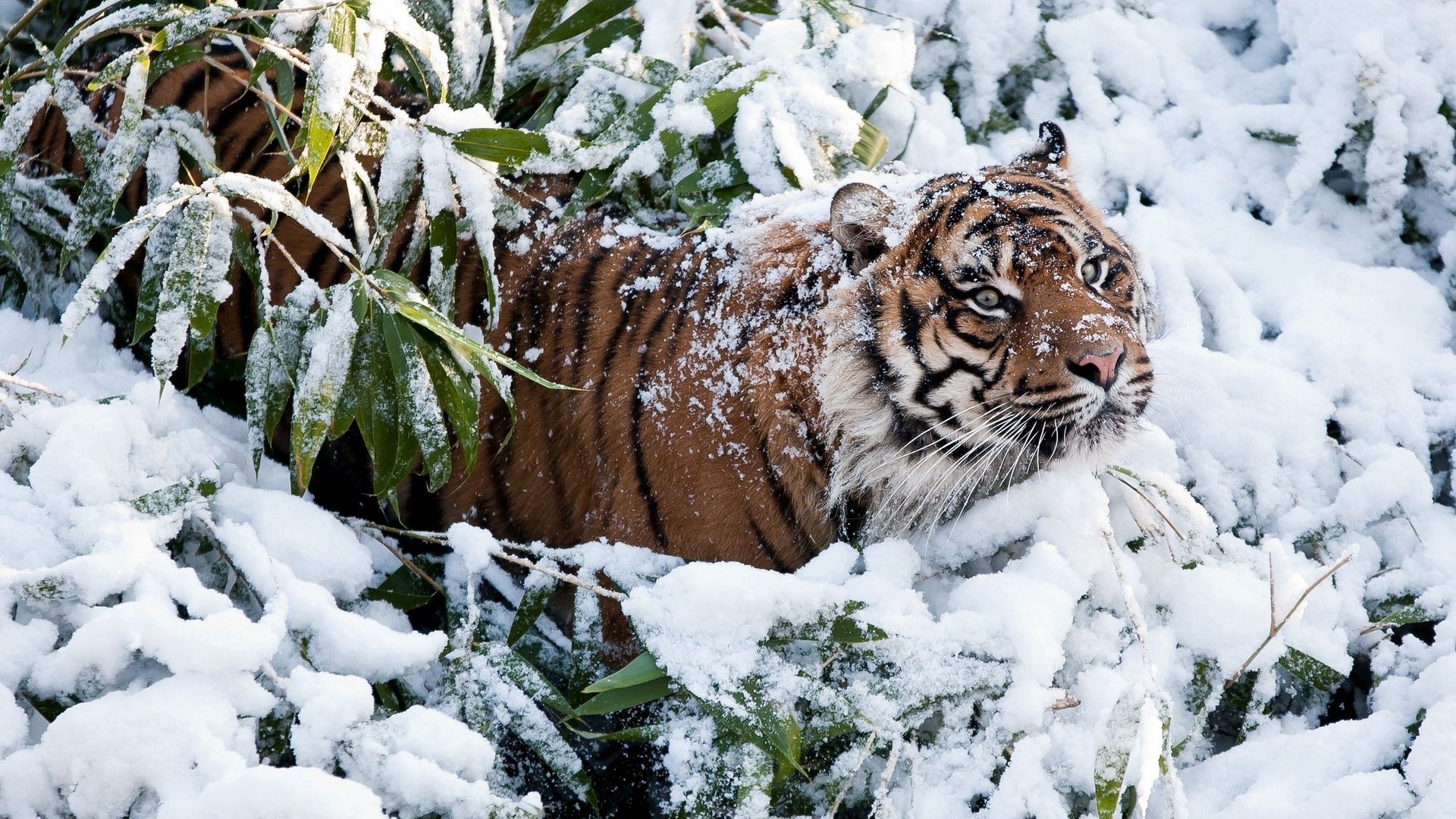 Download wallpaper 1920x1080 tiger, snow, branches, winter full hd, hdtv, fhd, 1080p HD background