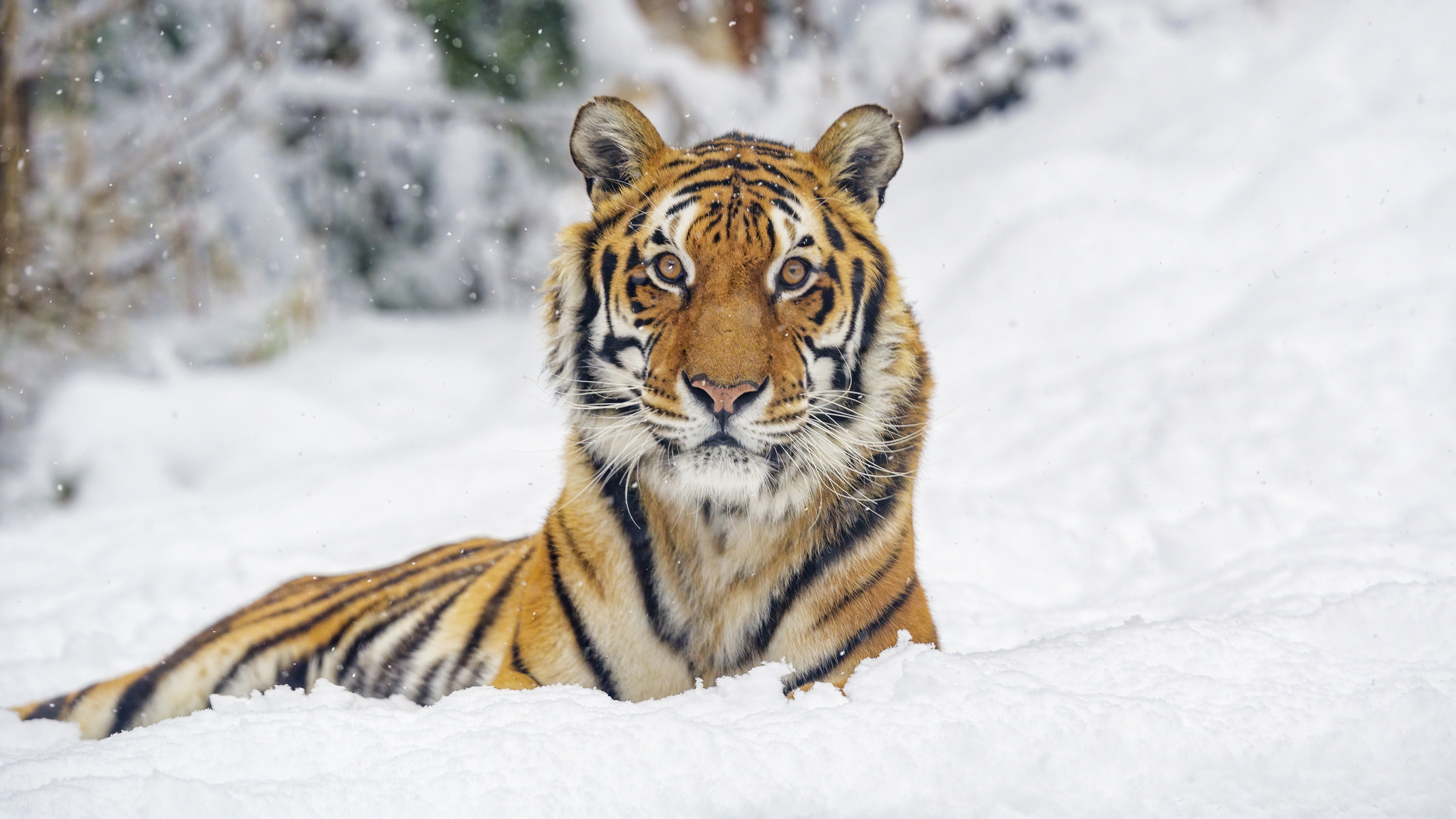 Tiger 4K, Winter Gallery HD Wallpaper