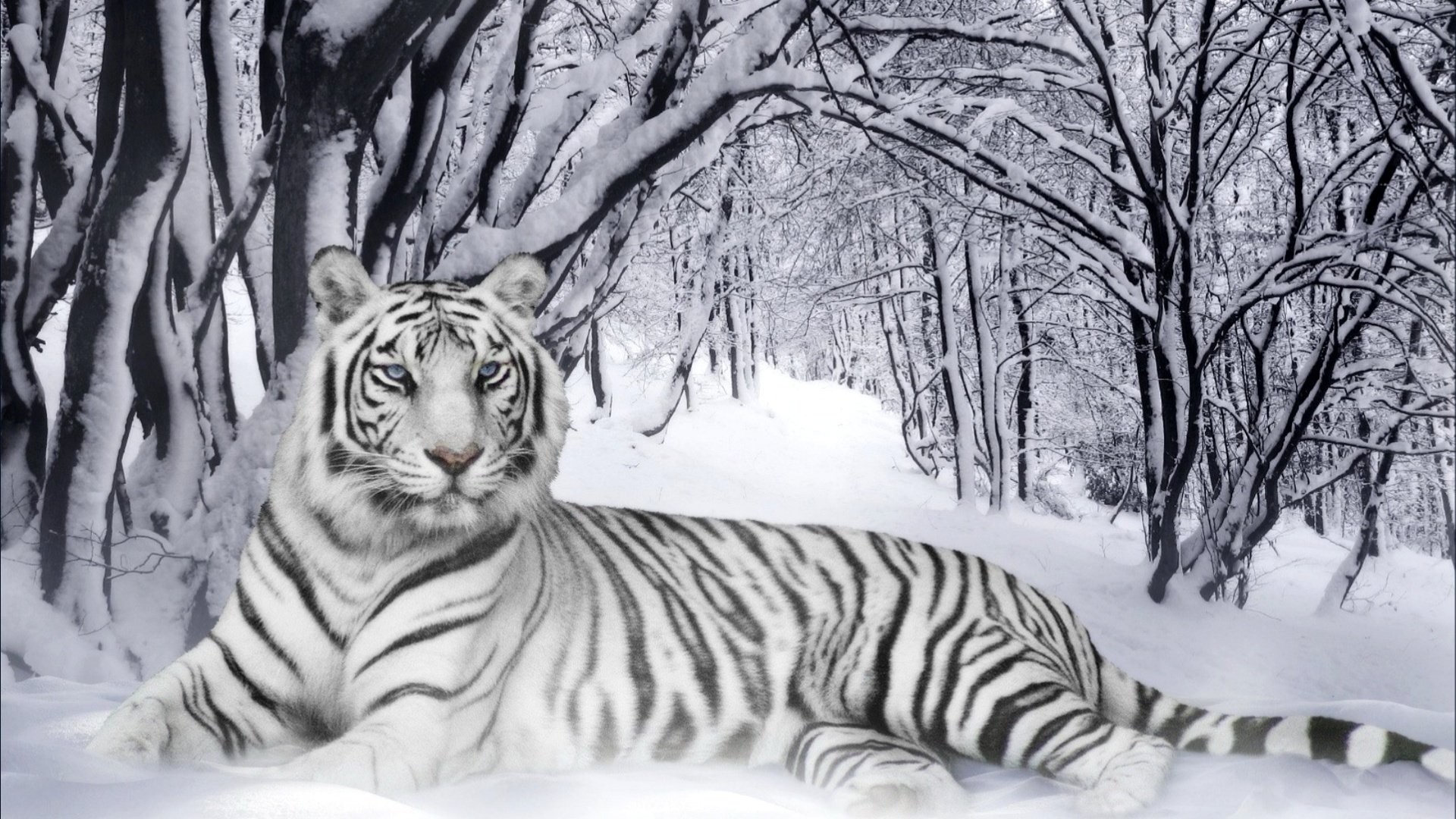 White Tiger Wallpaper