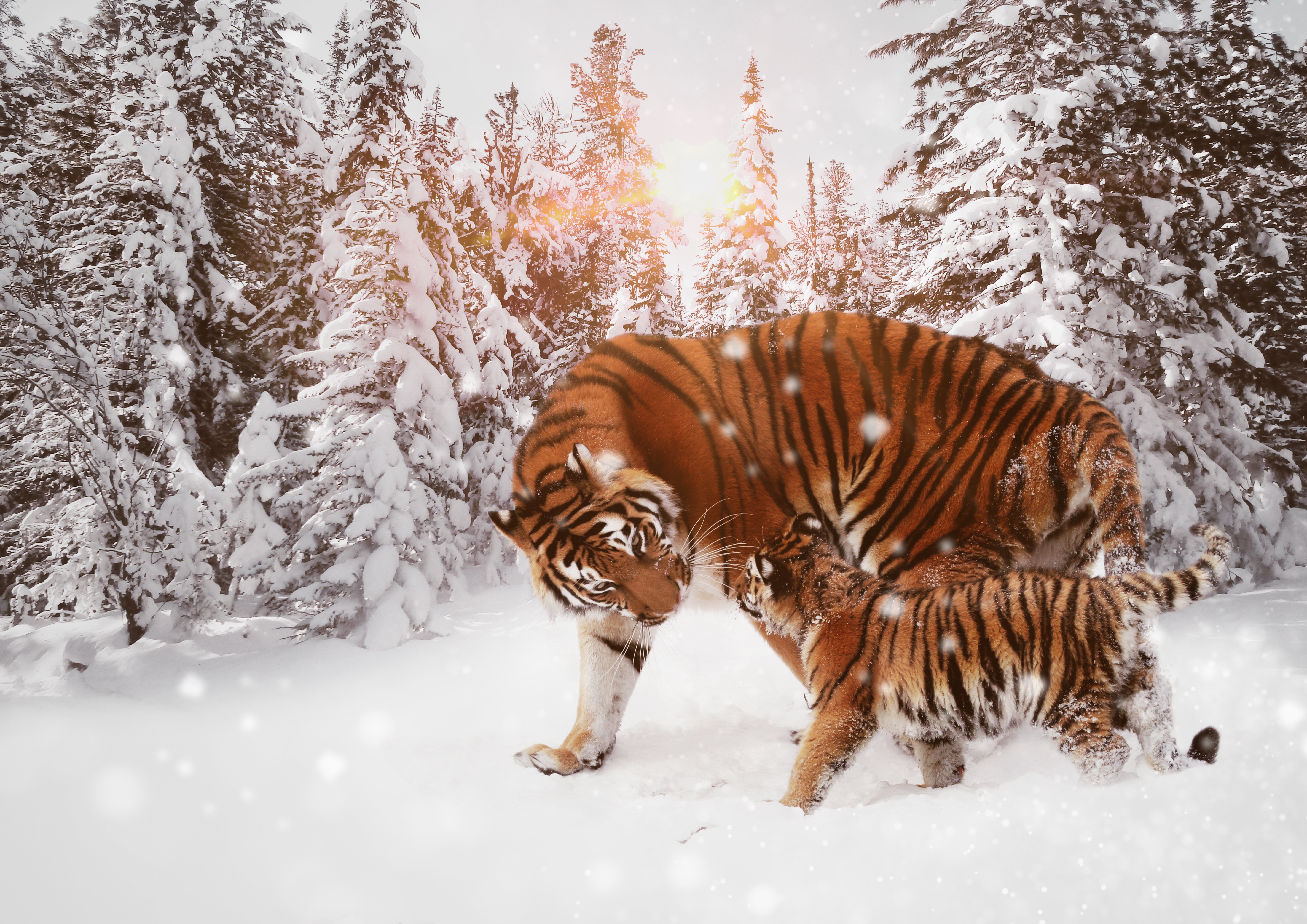 Wallpaper / tiger, animals, cub, hd, 4k, 5k, 8k, winter, snow free download