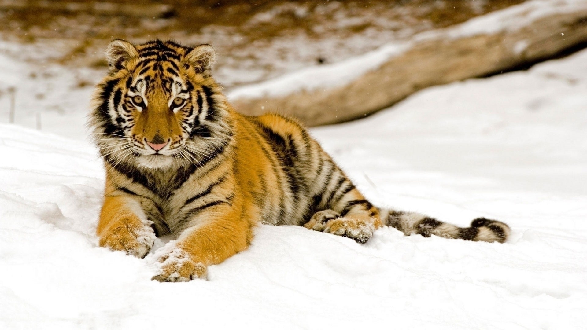 Young tiger lying down in the snow