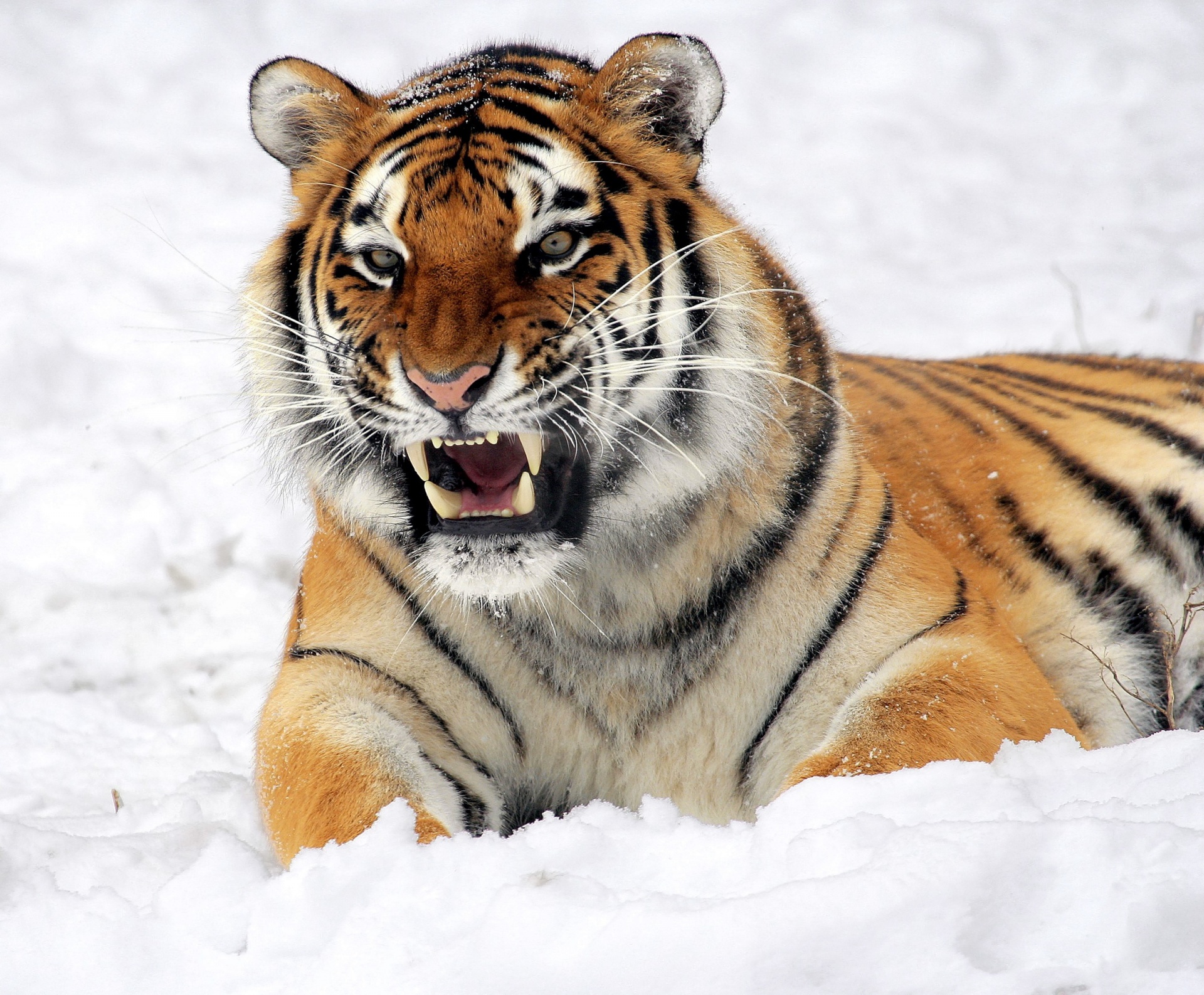 Download free photo of Tiger, snow, growling, zoo, public domain