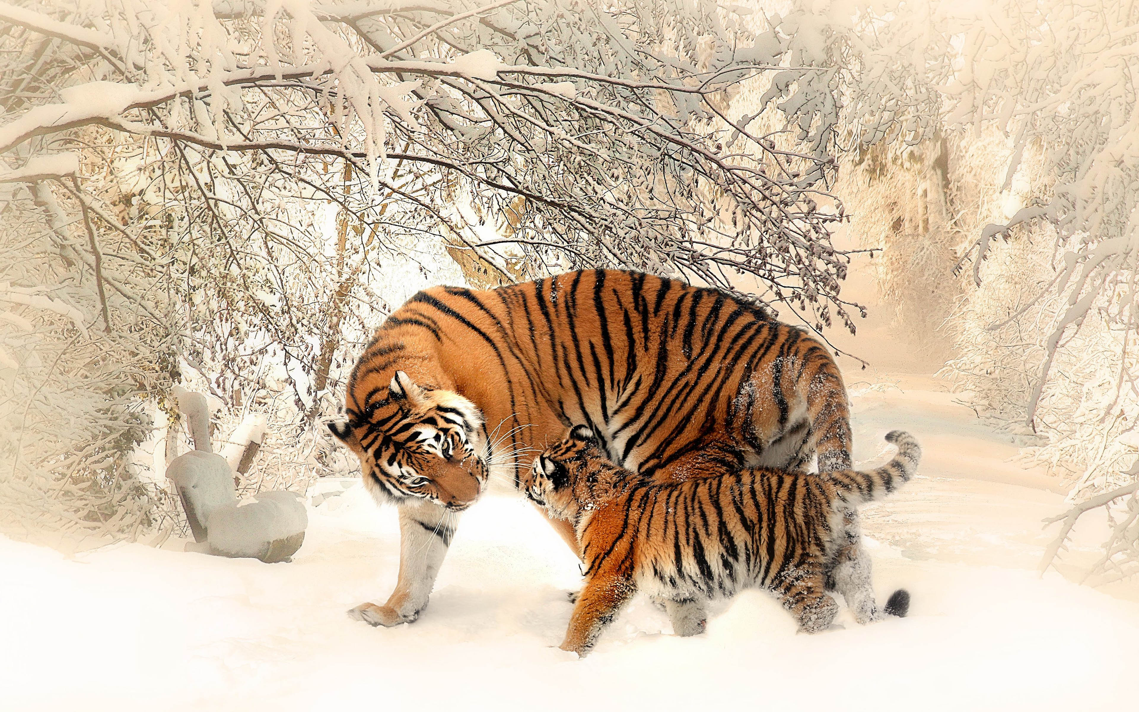 Animals Mammals Siberian Tiger And Her Baby Winter Snow Photo For Desktop HD Wallpaper For Mobile Phones Tablet And Pc, Wallpaper13.com