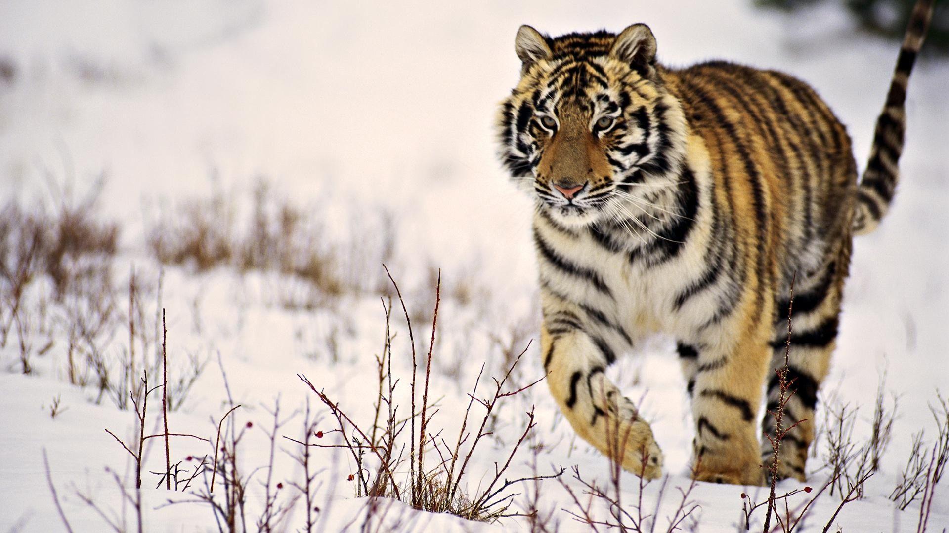 Winter Tiger Wallpaper