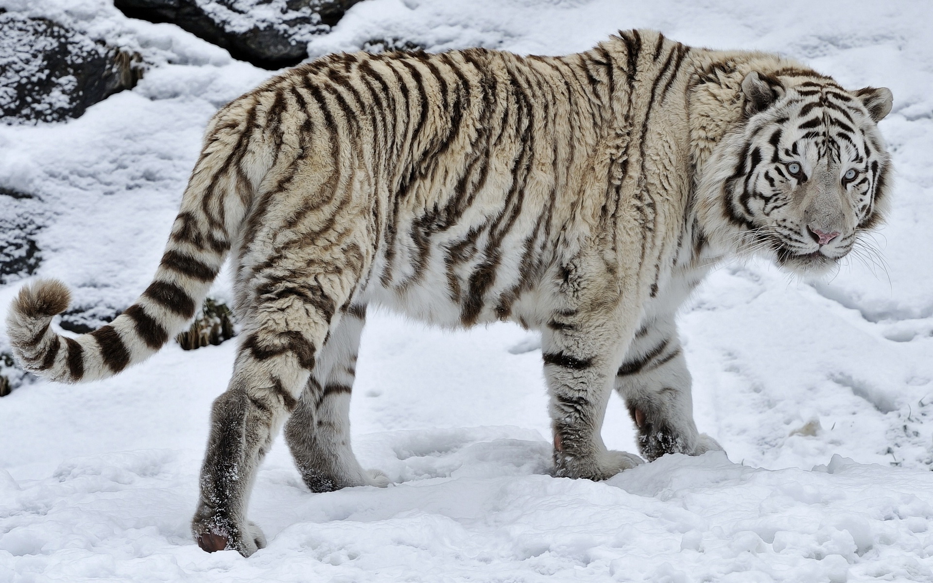 White Tiger On The Snow wallpaper. White Tiger On The Snow