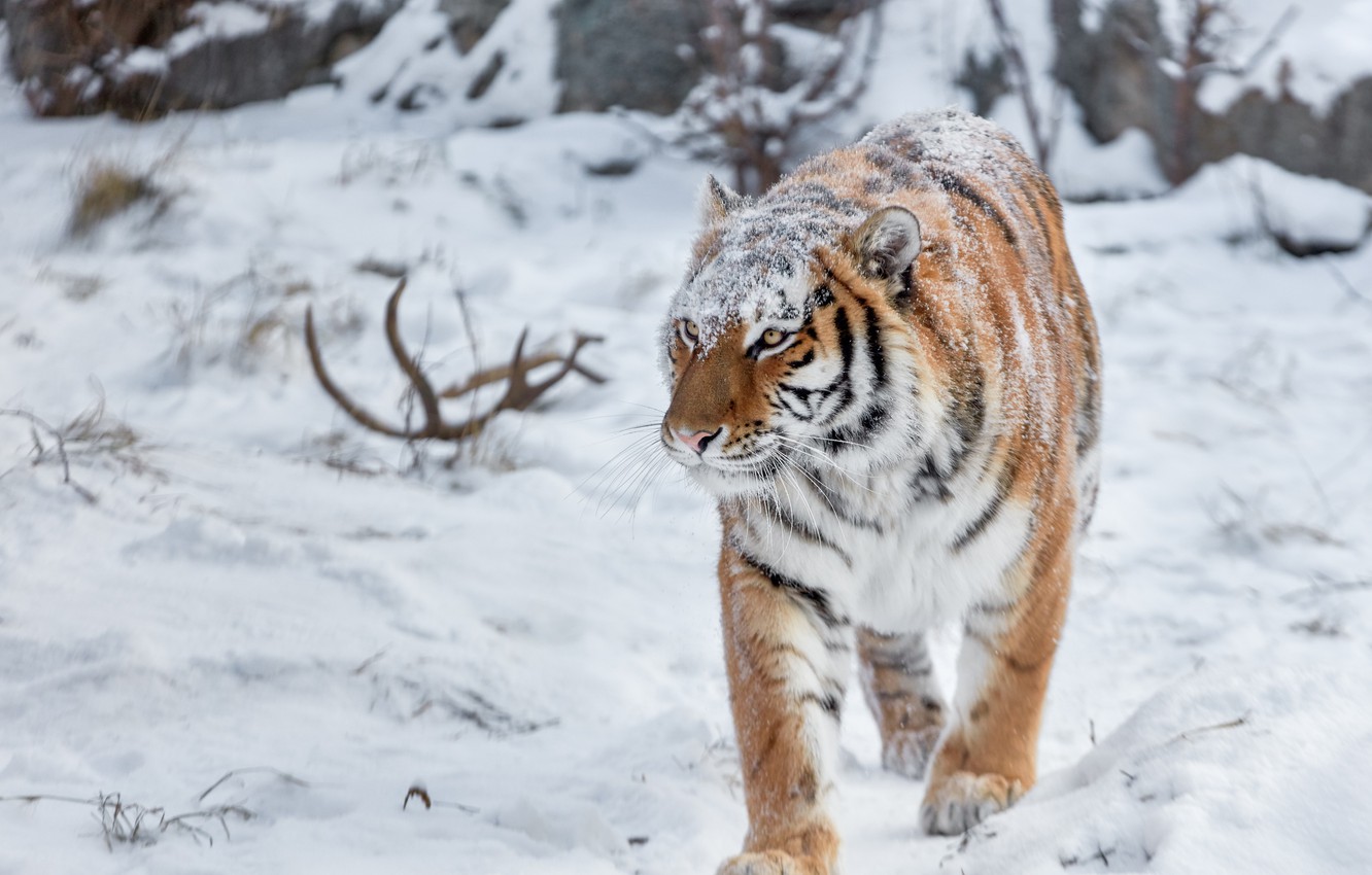 Wallpaper winter, look, face, snow, tiger, the snow, horns, walk, it covered image for desktop, section кошки