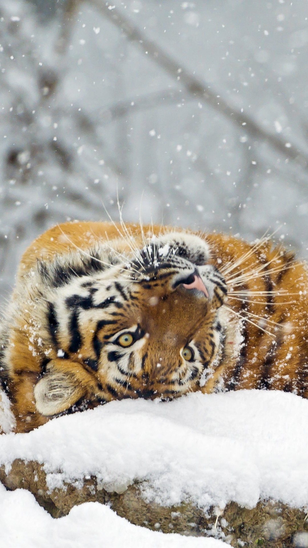 Wallpaper tiger, cute animals, snow, winter, 4k, Animals