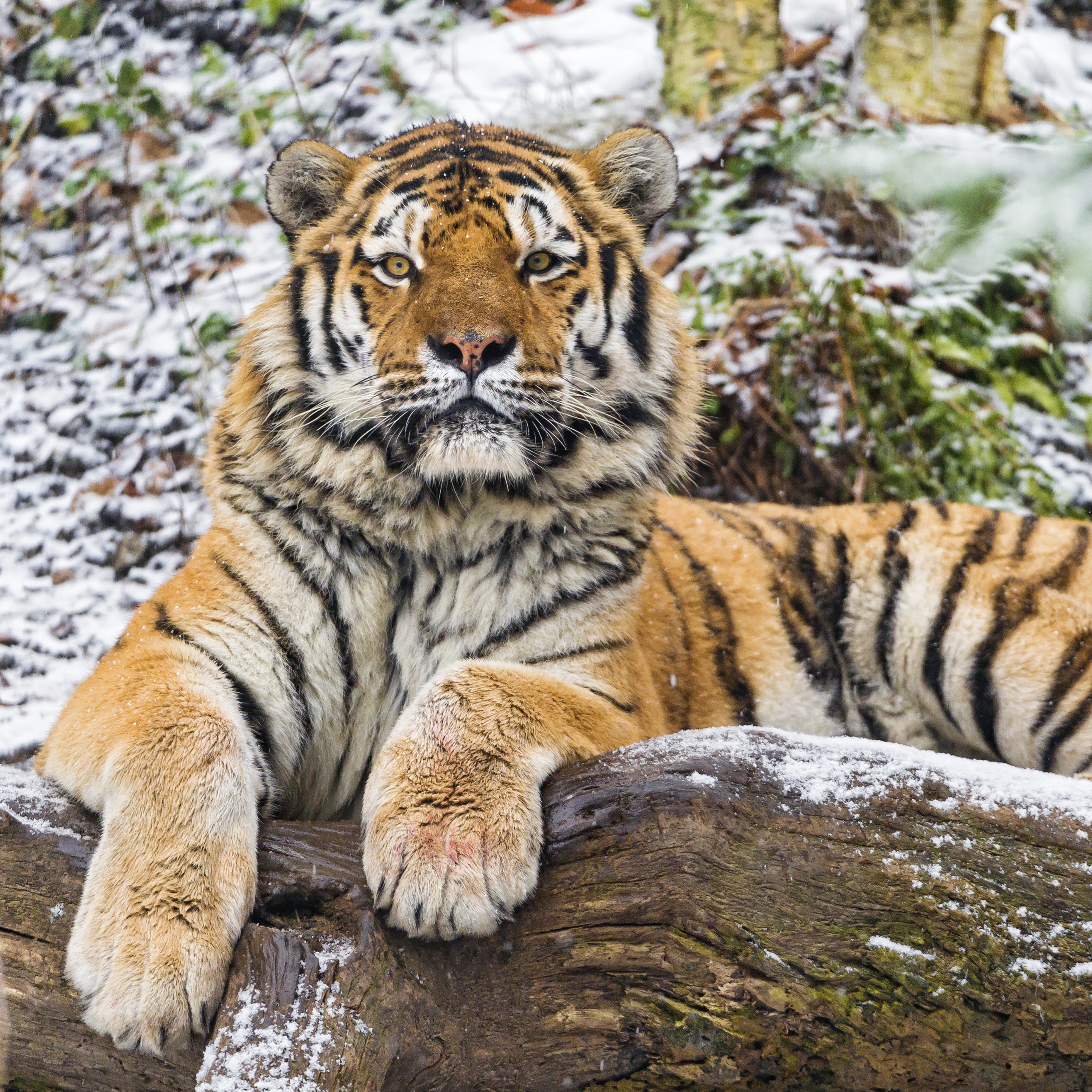 Siberian tiger Wallpaper 4K, Snow, Wood, Winter, Animals