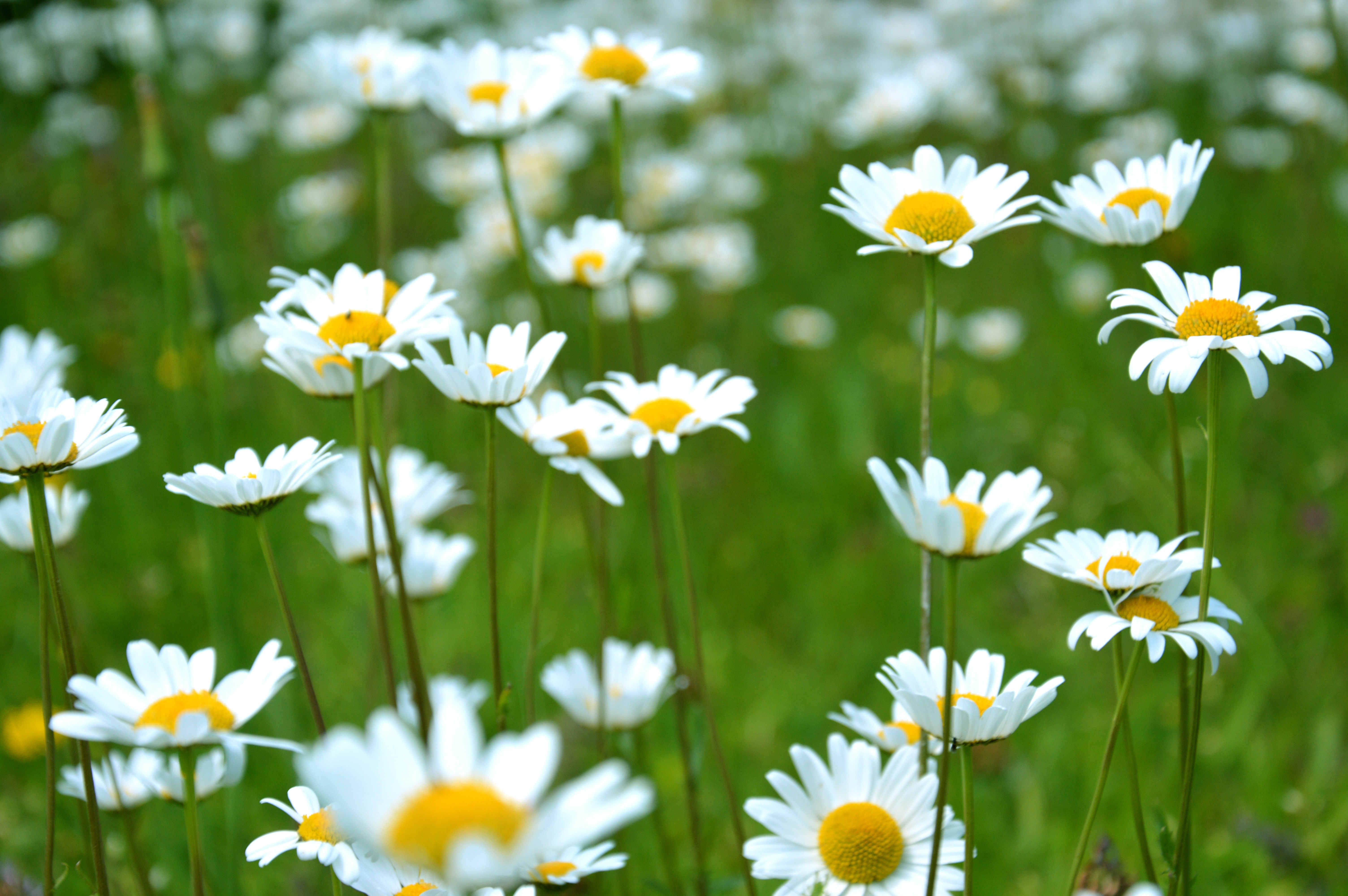 6016x4000 austria, bloom, olbendorf, flora, plant, spring, daisy, flower background, wild floewrs, flower, white flower, petal, flower wallpaper, PNG image, daisies, spring flowers, wallpaper, blossom, floral background, landscape