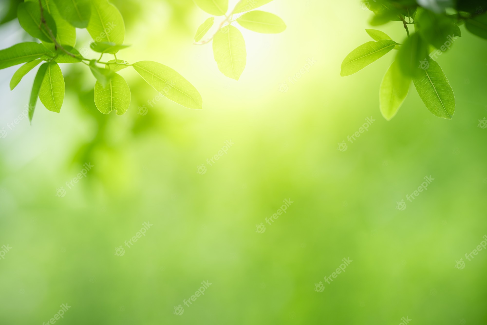 Premium Photo. Nature of green leaf in garden at summer. natural green leaves plants using as spring background cover page greenery environment ecology wallpaper